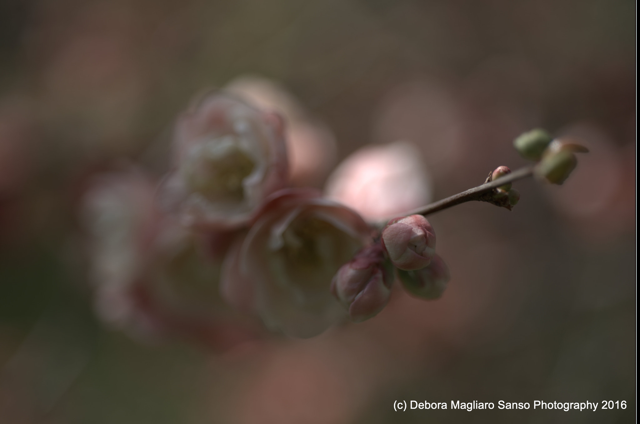 Nikon D610 + Nikon AF Micro-Nikkor 60mm F2.8D sample photo. Explosion photography