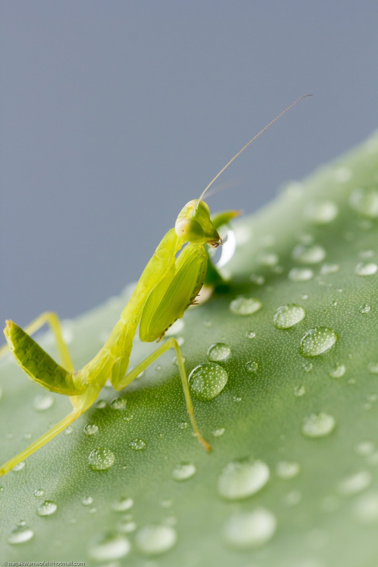 Canon EF-S 60mm F2.8 Macro USM sample photo. Mantis in the rain photography