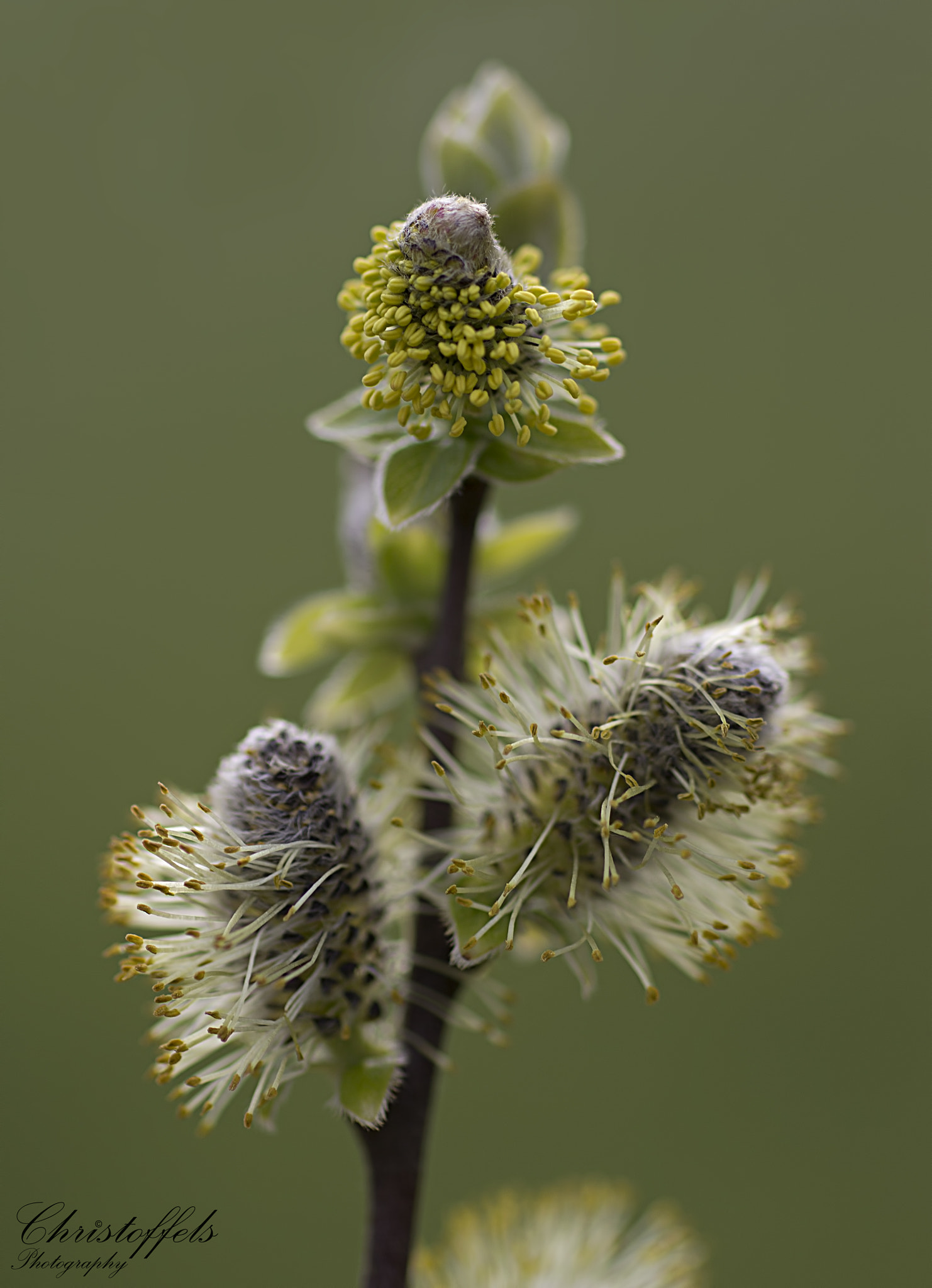 Sigma 70mm F2.8 EX DG Macro sample photo. Spring is finally here! photography