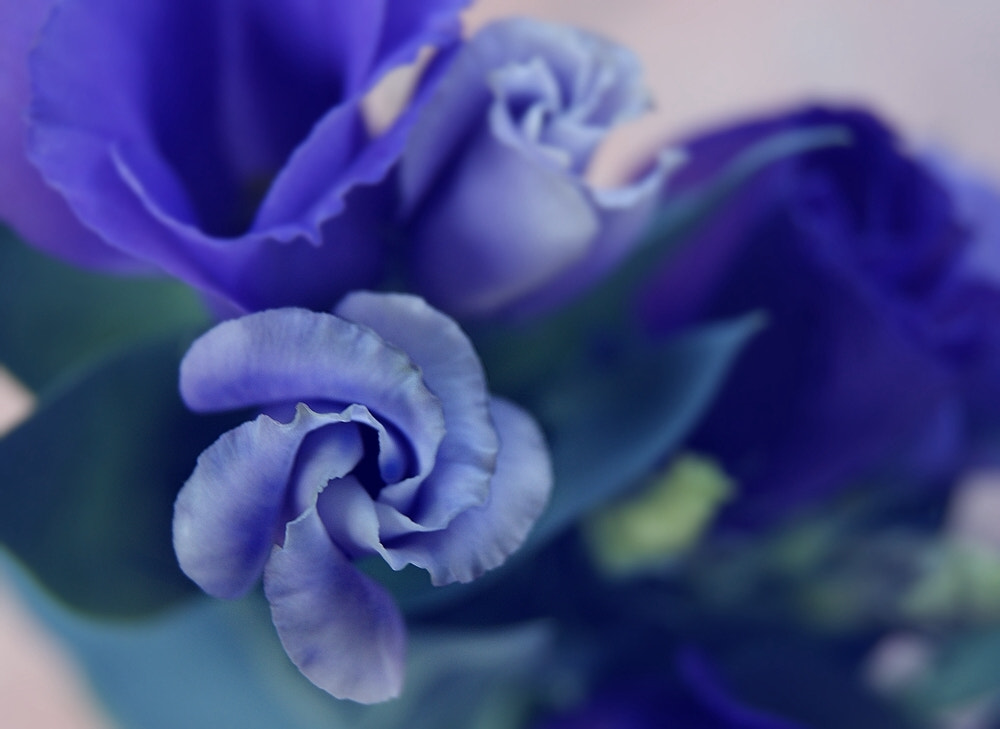 Sony DT 18-55mm F3.5-5.6 SAM sample photo. P u r p l e photography