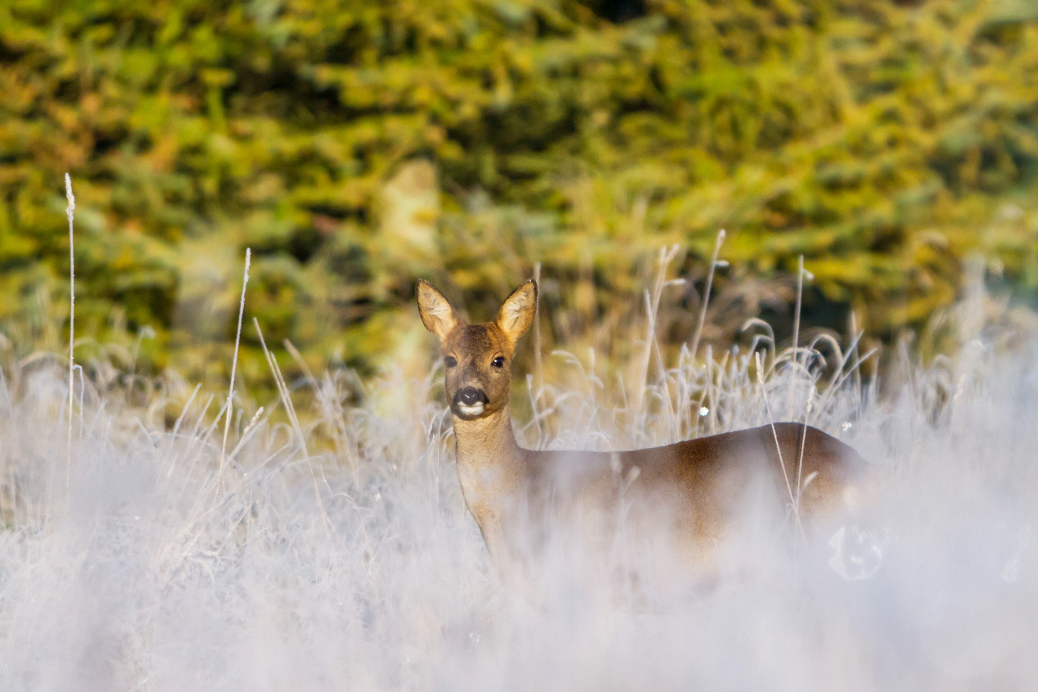 Canon EF 300mm F2.8L IS USM sample photo. Cold morning photography