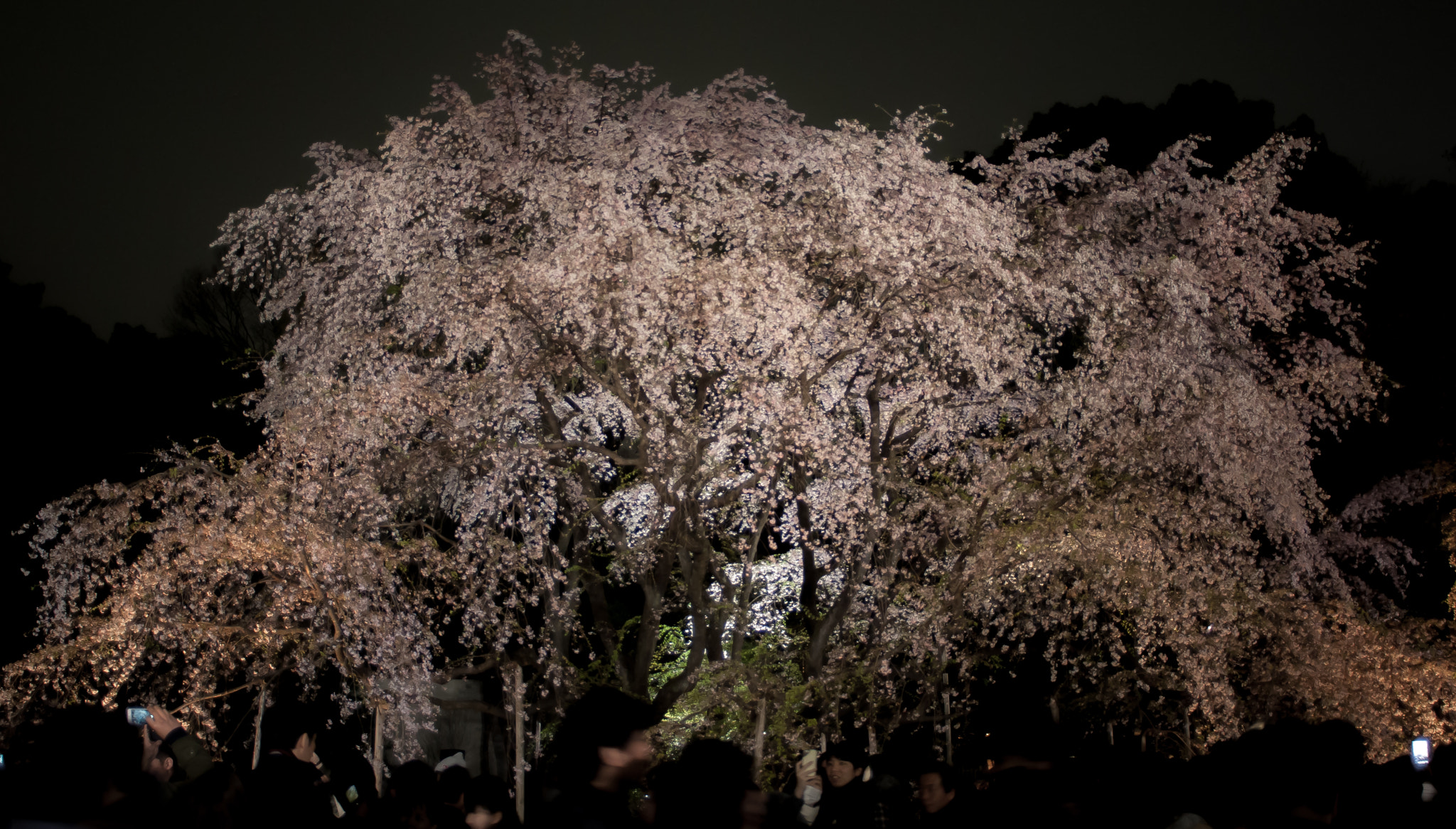 Pentax K200D sample photo. The cherry blossoms photography