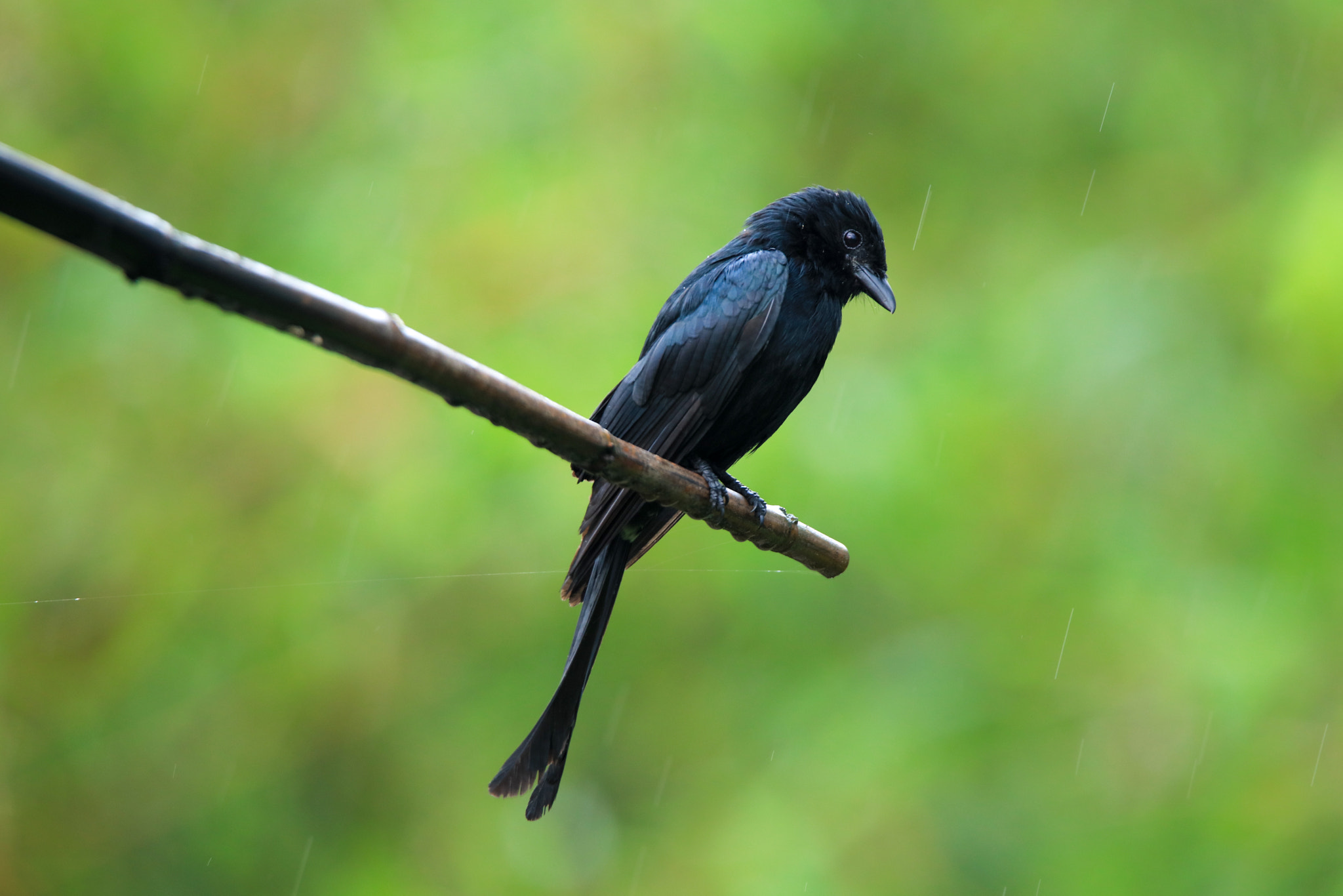 Canon EOS 5DS + Tamron SP 150-600mm F5-6.3 Di VC USD sample photo. Black drongo photography