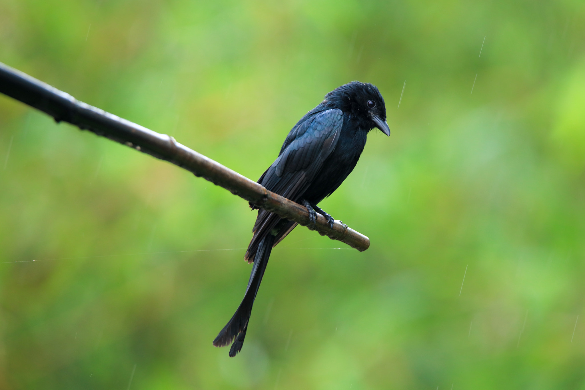 Tamron SP 150-600mm F5-6.3 Di VC USD sample photo. Black drongo photography
