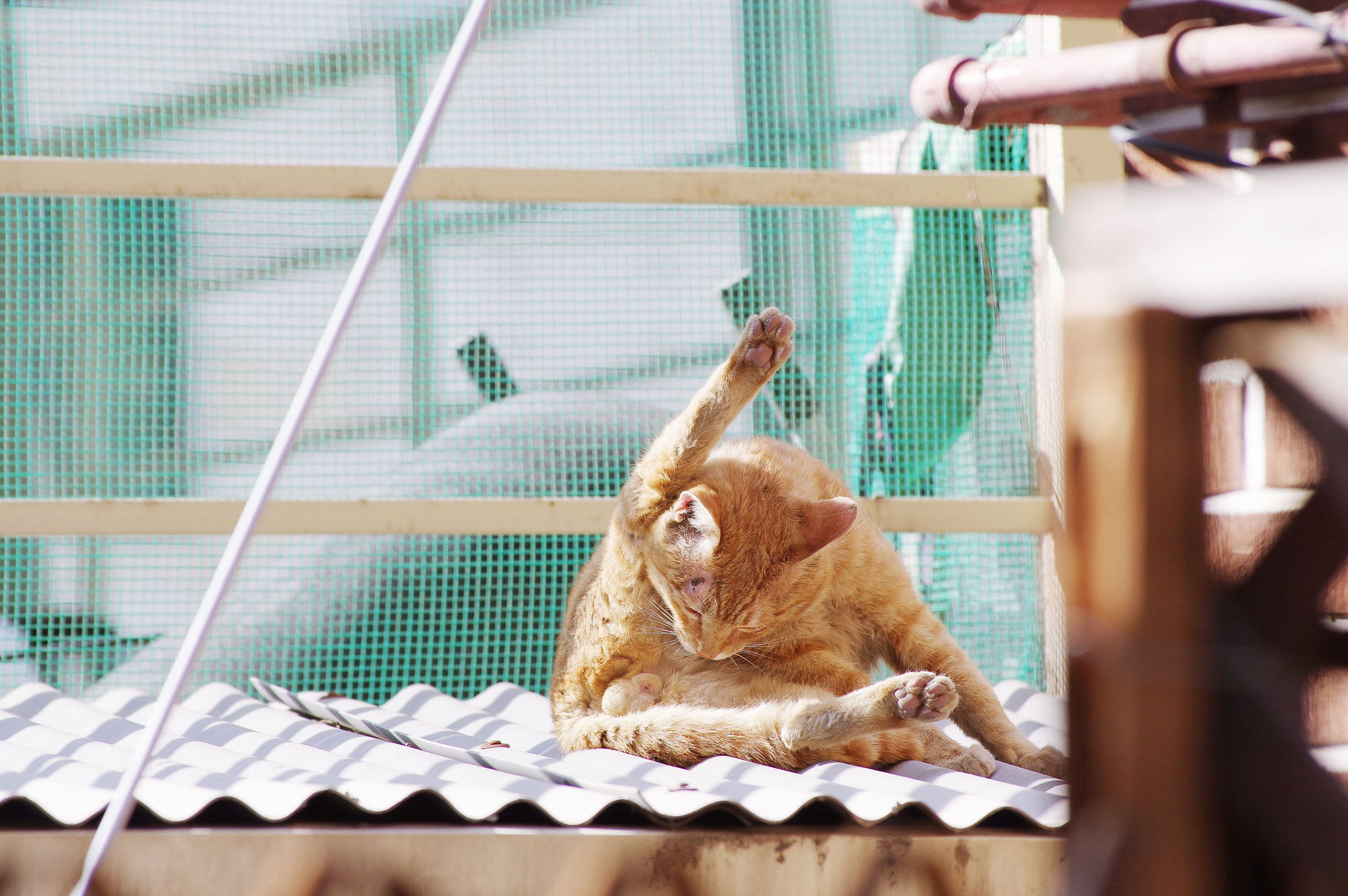 Pentax smc DA* 60-250mm F4.0 ED (IF) SDM sample photo. Cat's rest photography