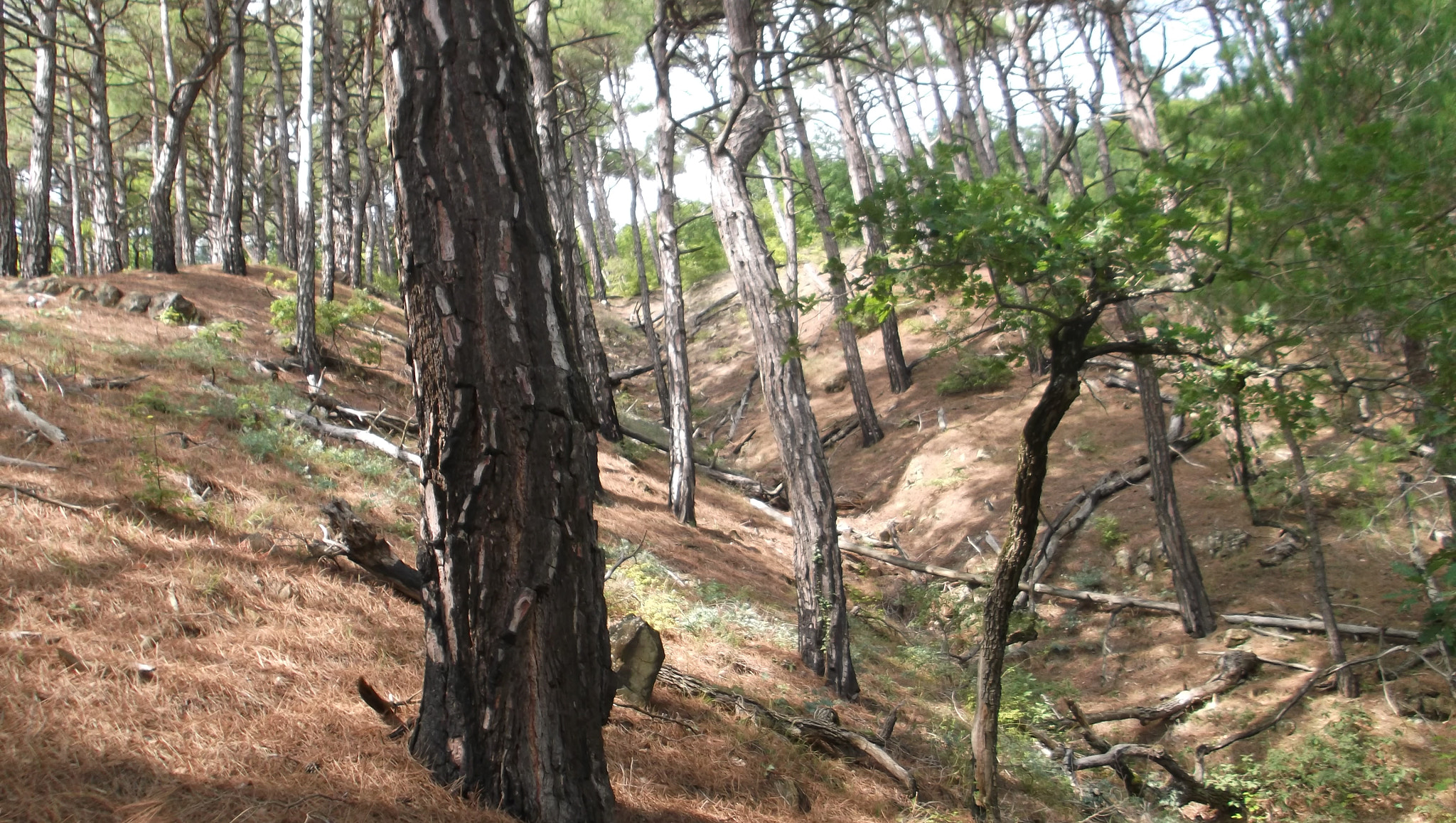Fujifilm FinePix JX400 sample photo. Mountain trees photography