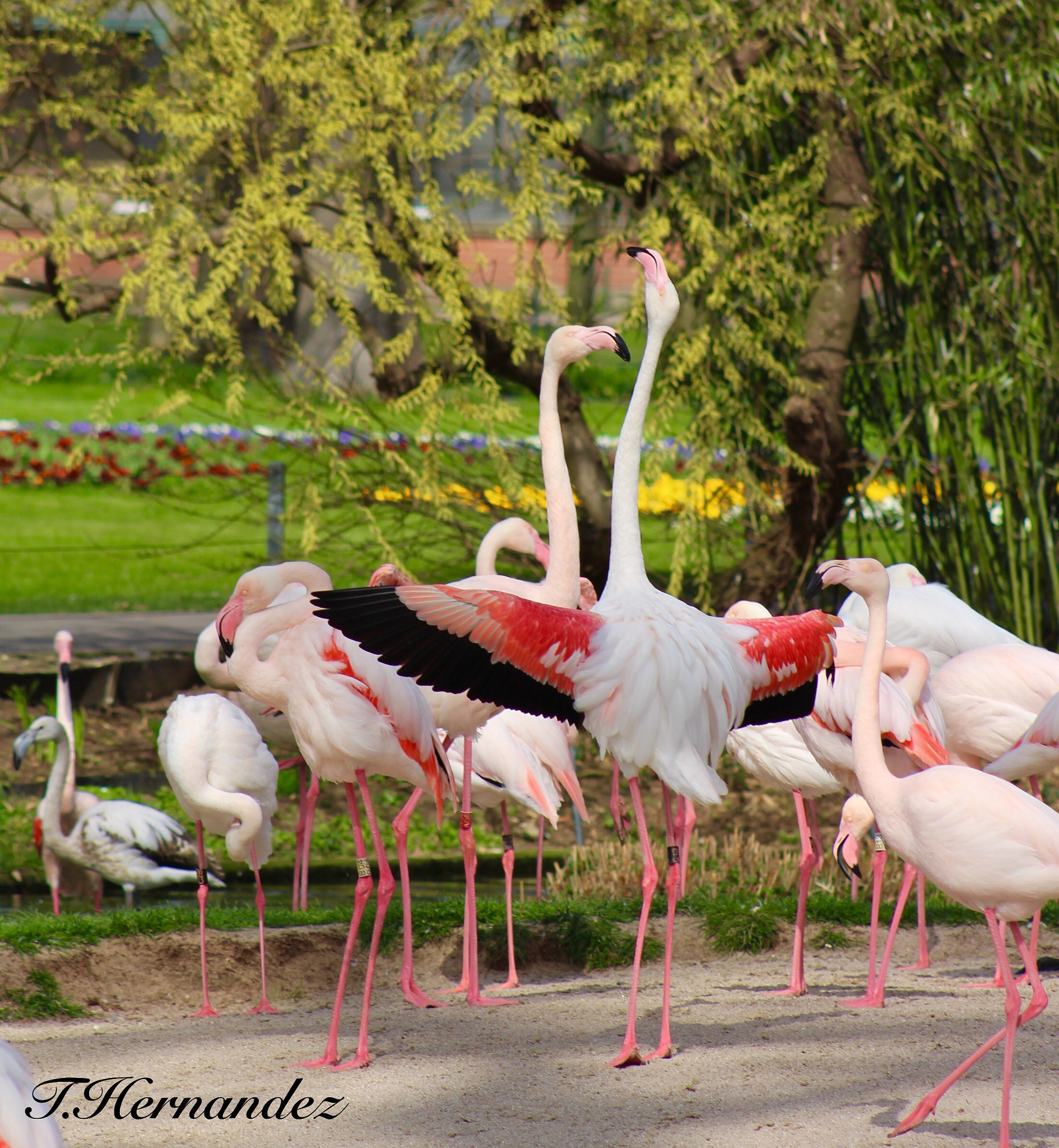 Canon EOS 700D (EOS Rebel T5i / EOS Kiss X7i) + Canon EF75-300mm f/4-5.6 USM sample photo. Beyond the cage photography