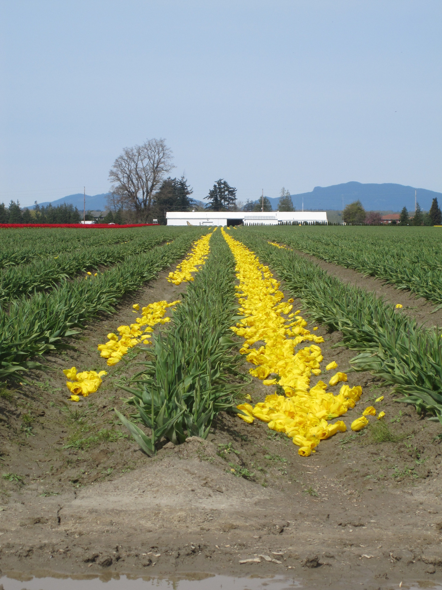 Canon PowerShot SD780 IS (Digital IXUS 100 IS / IXY Digital 210 IS) sample photo. Fallen tulips photography