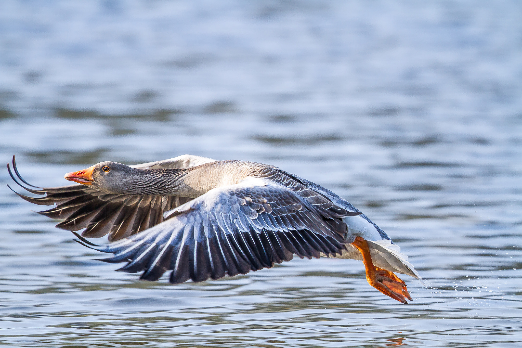 Canon EOS 7D + Canon EF 500mm F4L IS II USM sample photo. We have take off - greylag goose photography