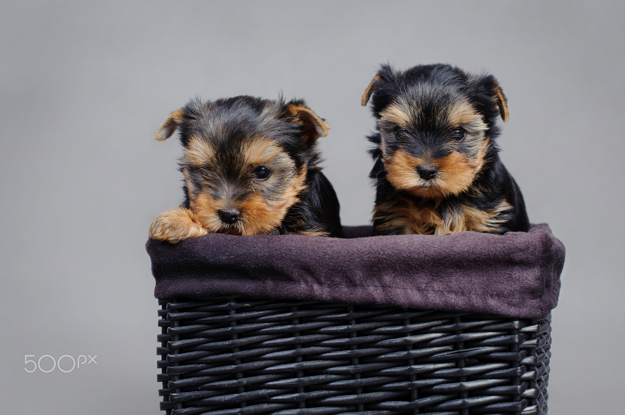 Yorkshire terrier Dog puppies portrait