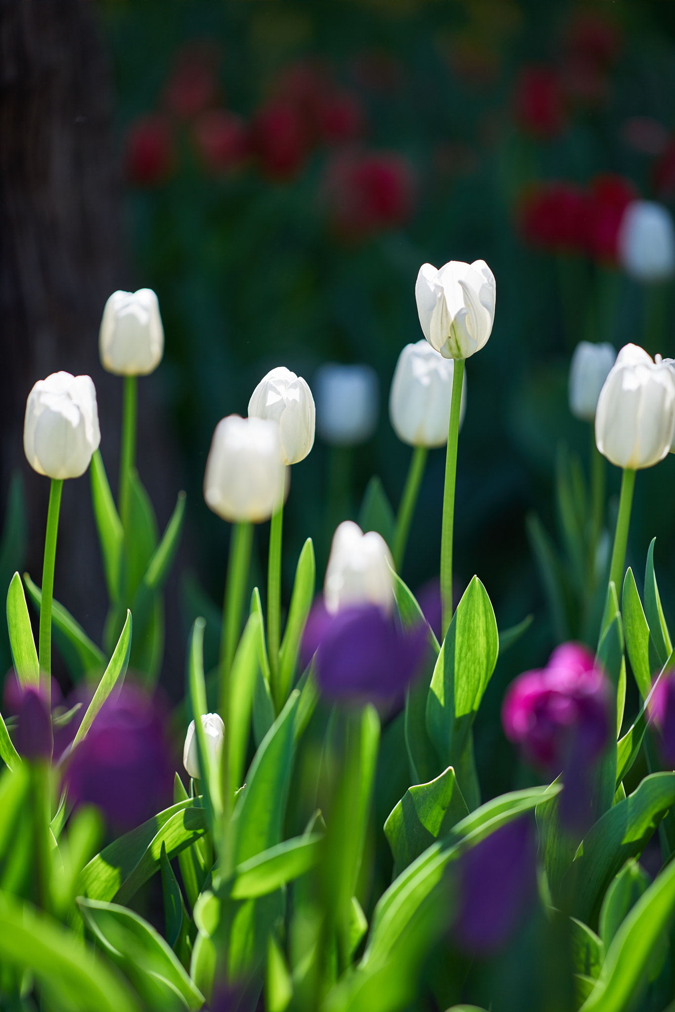135mm F2 sample photo. Tulips photography