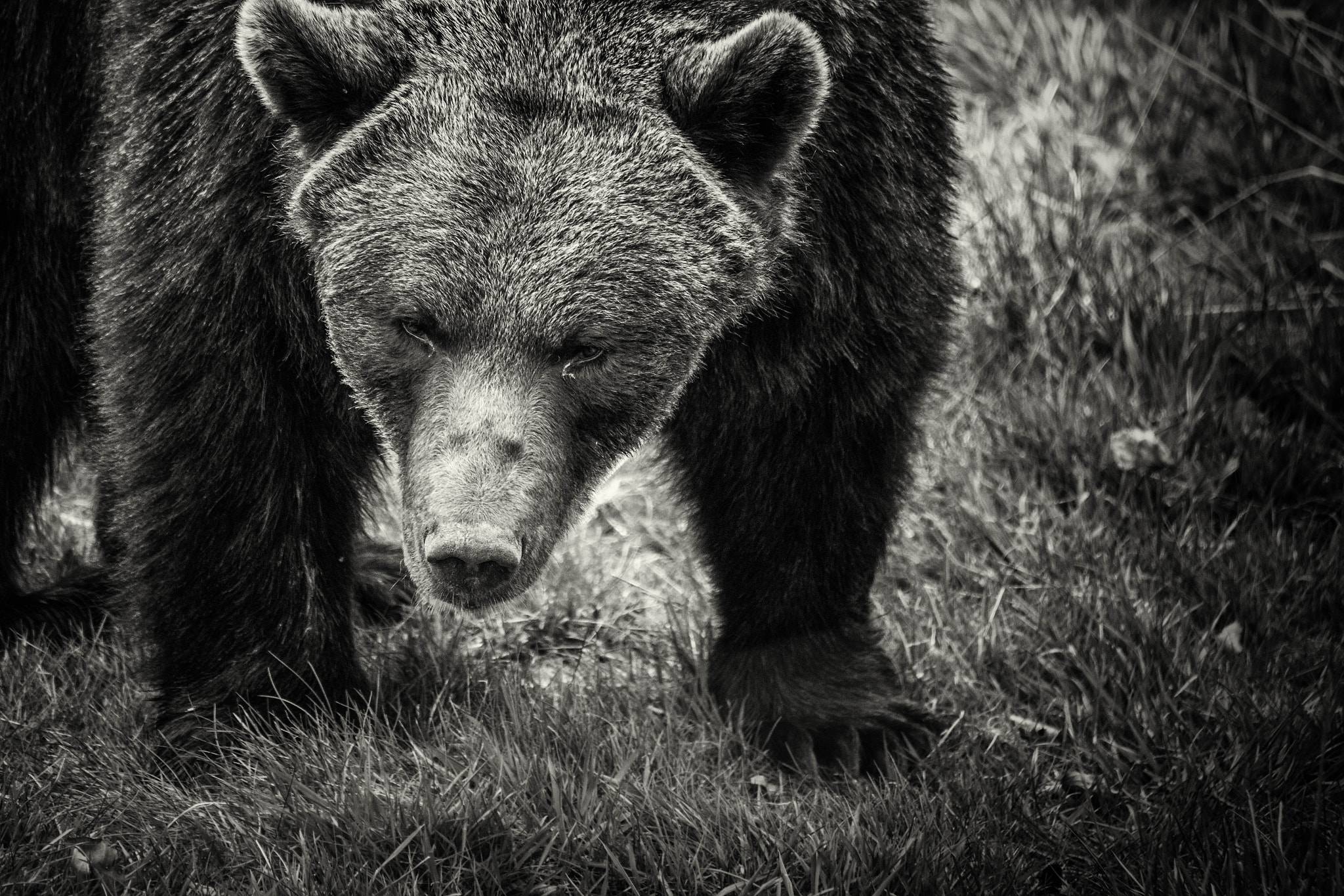 Tamron SP 35mm F1.8 Di VC USD sample photo. Brown bear photography