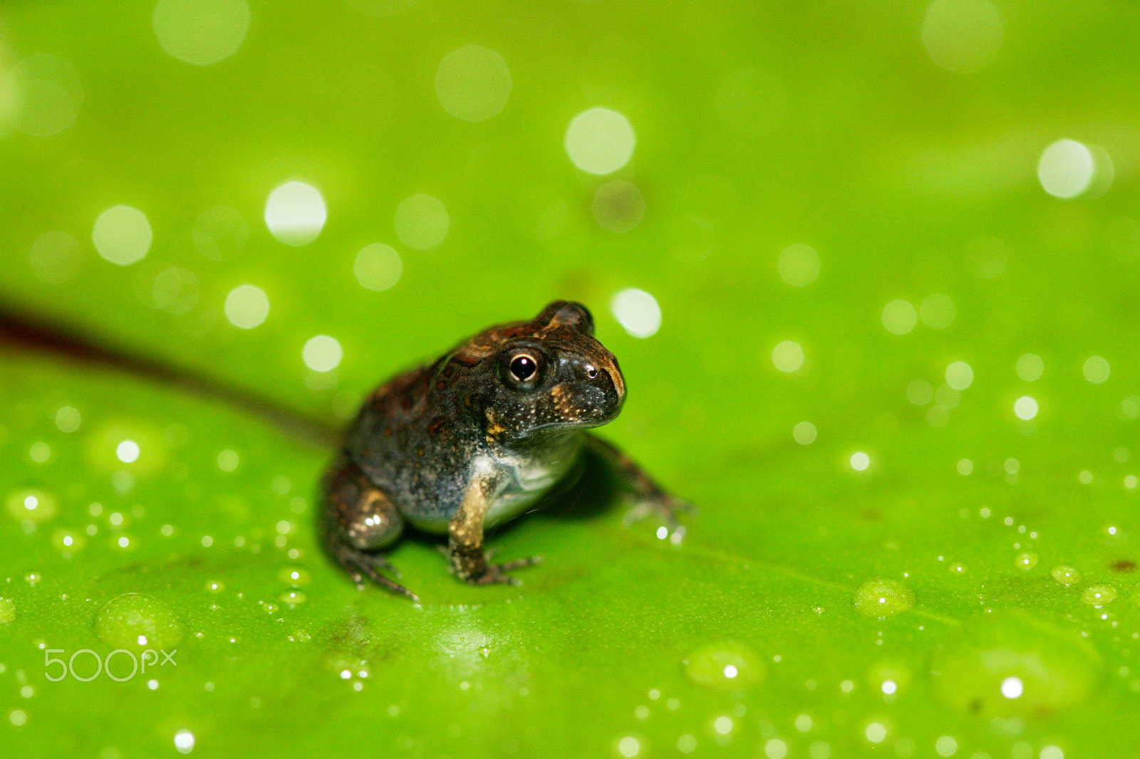 Canon EF 100mm F2.8 Macro USM sample photo. Star photography