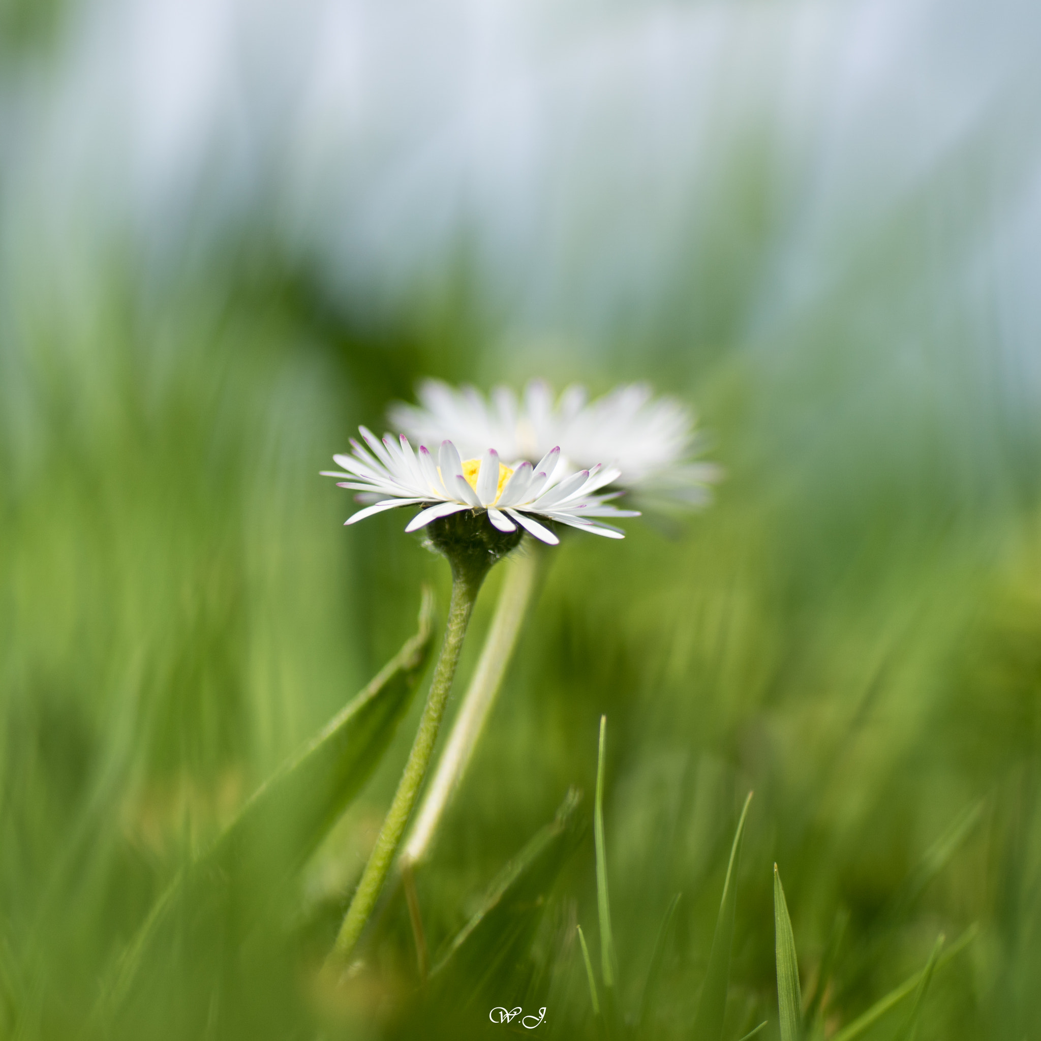 Sony ILCA-77M2 + Tamron SP AF 90mm F2.8 Di Macro sample photo. Daisy ii photography