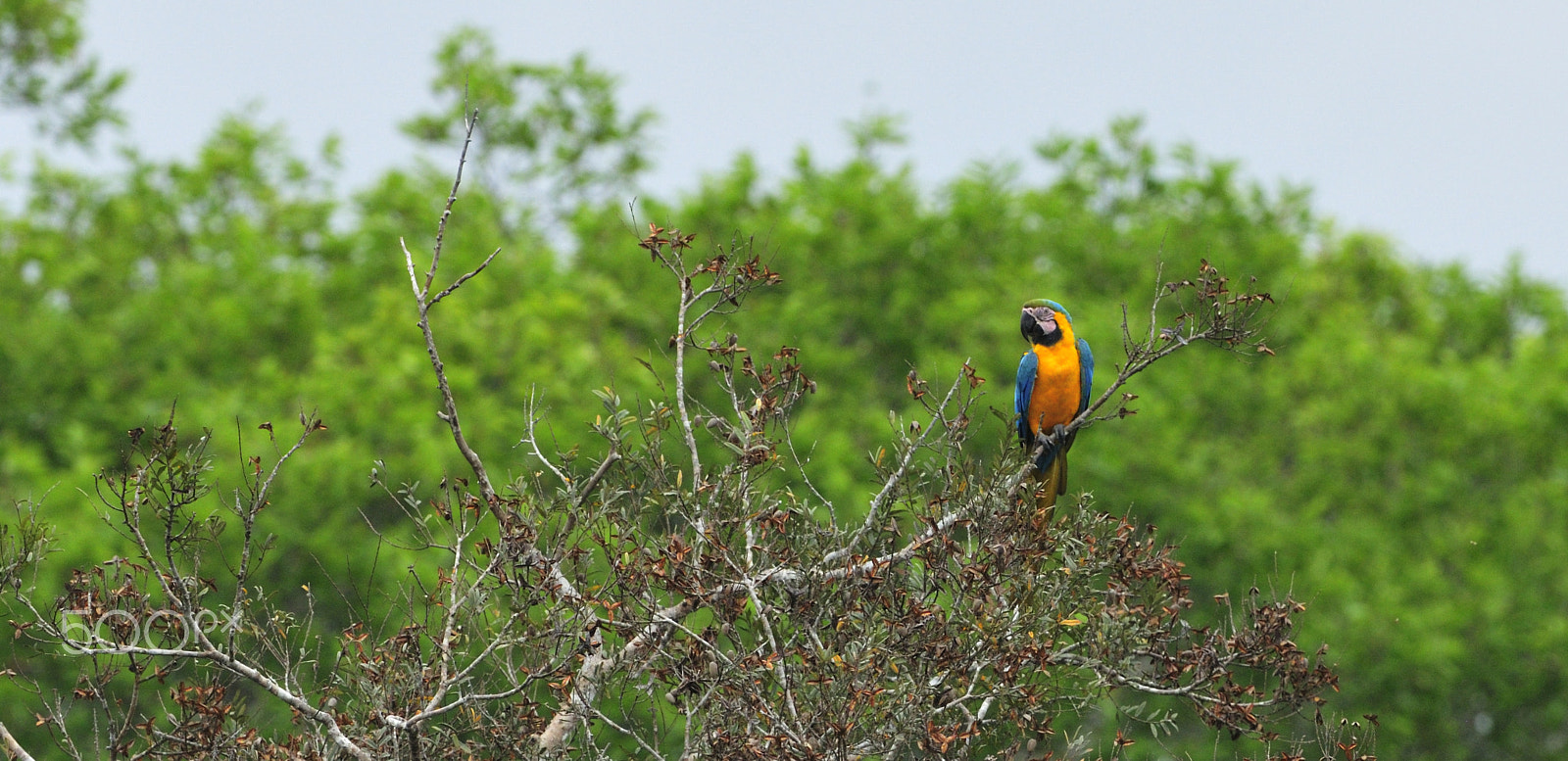 Nikon D300 + Nikon AF-S Nikkor 500mm F4G ED VR sample photo. Blue-and-yellow macaw sit on the top of the tree photography