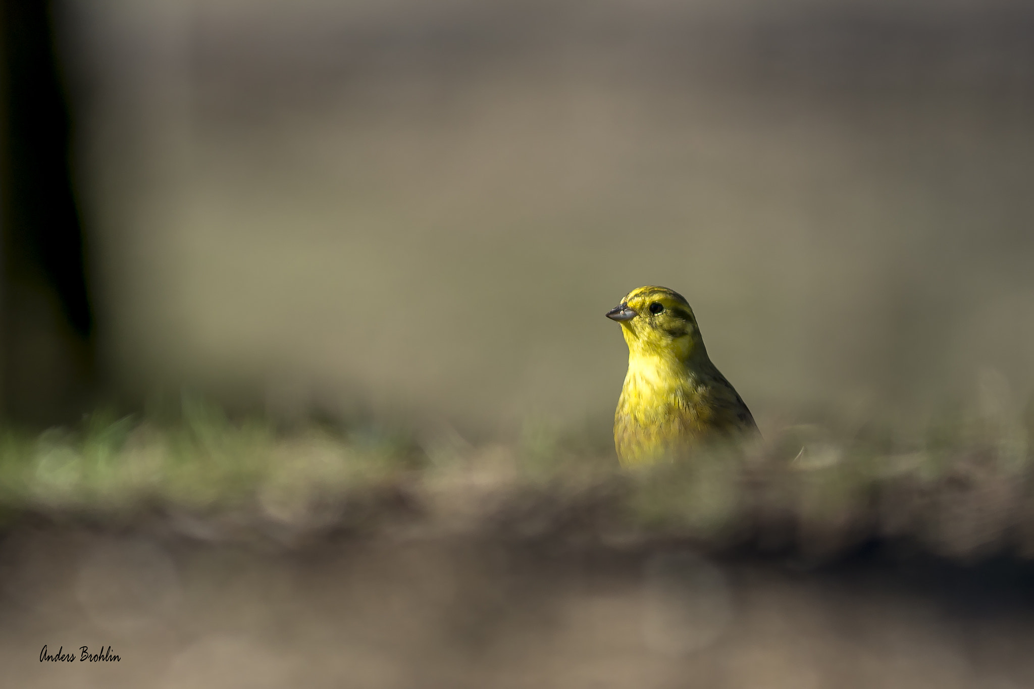 Minolta AF 300mm F2.8 APO sample photo. Peekaboo yellow hammer photography