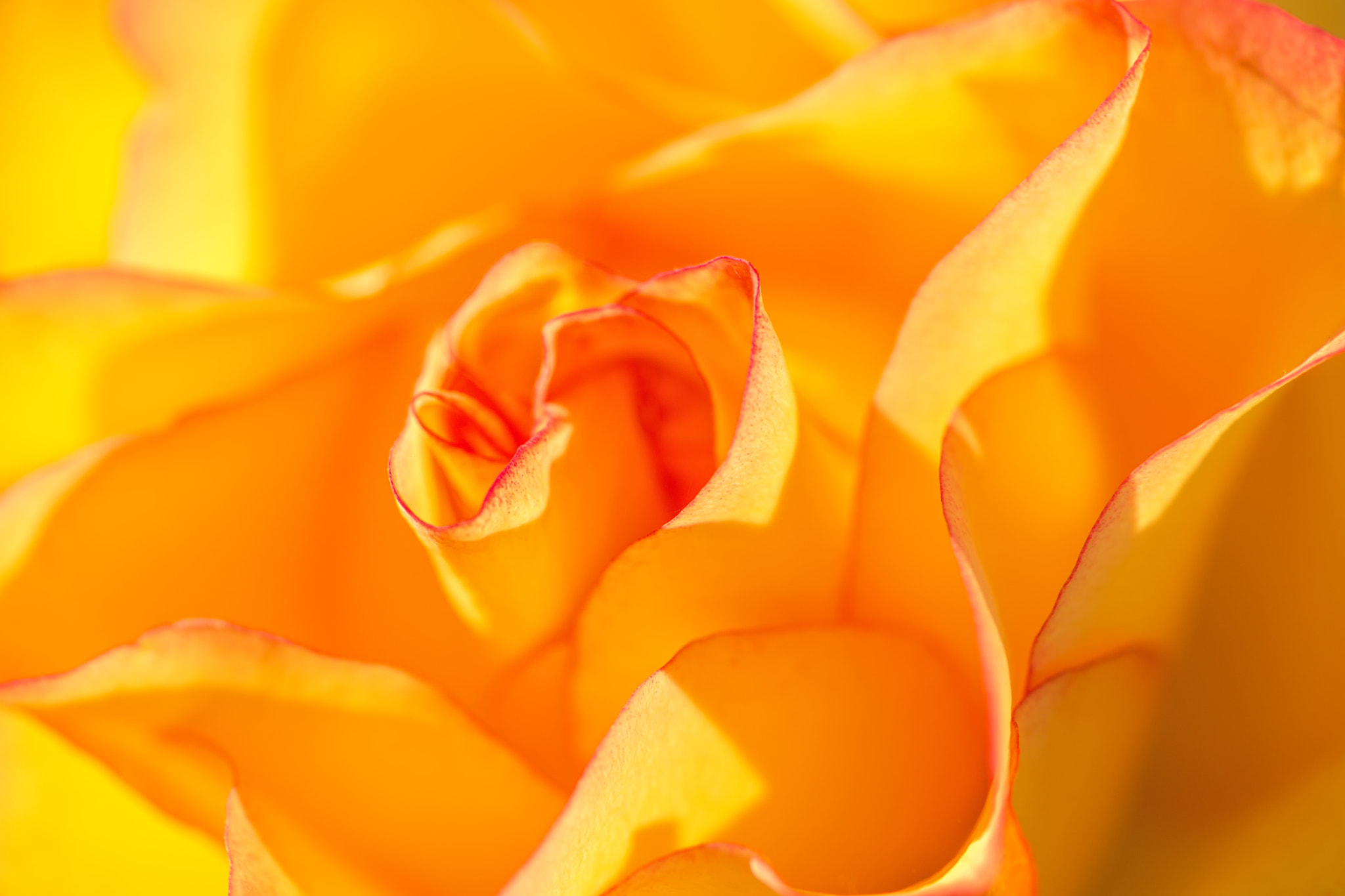 Sony a99 II + Minolta AF 100mm F2.8 Macro [New] sample photo. Yellow rose photography