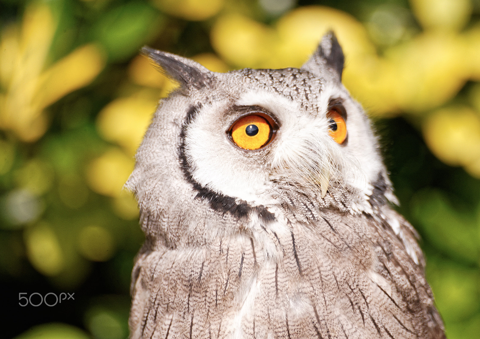Canon EOS-1Ds Mark III + Sigma 50-200mm F4-5.6 DC OS HSM sample photo. White faced owl photography