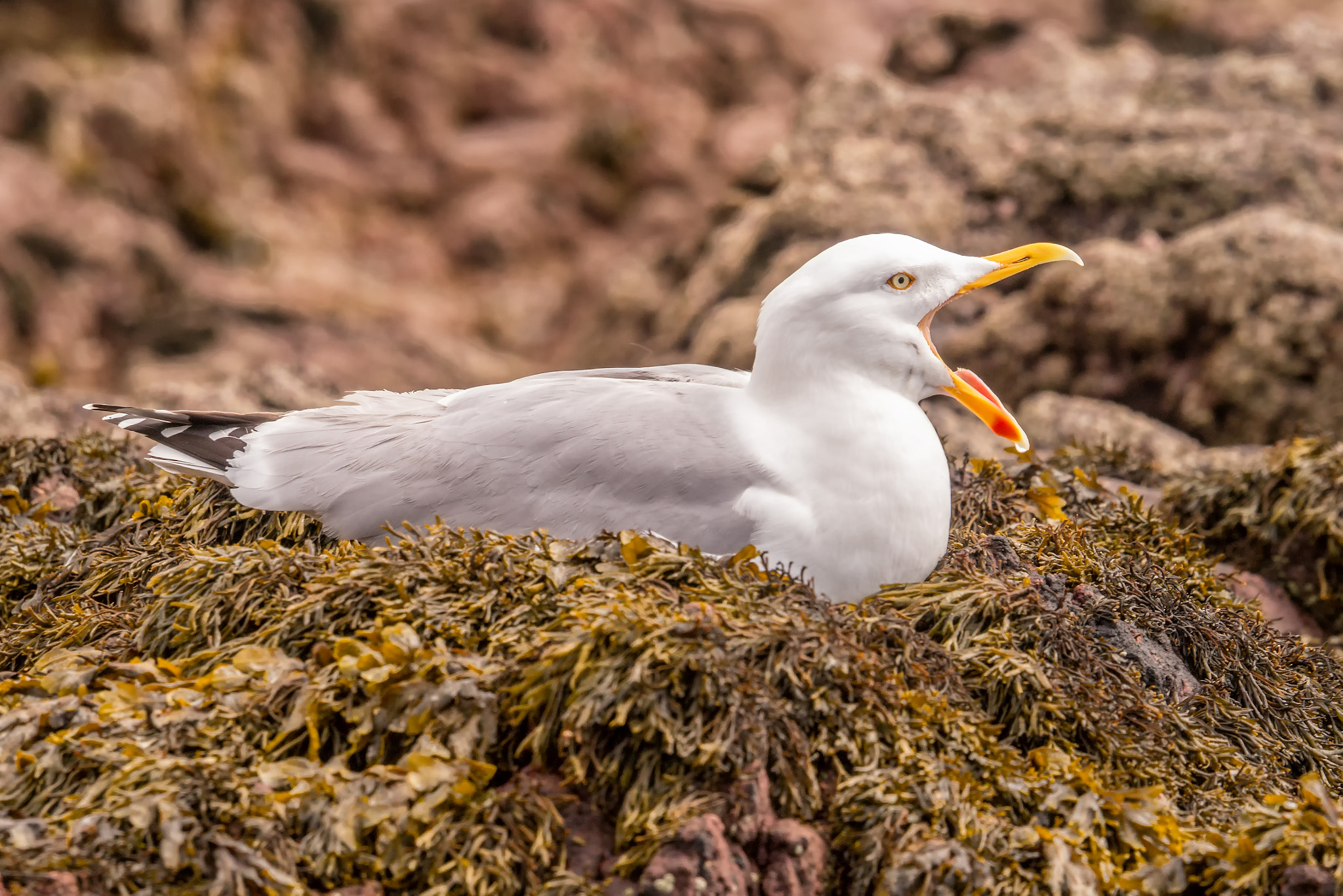 Sony a99 II + Sony 70-400mm F4-5.6 G SSM sample photo. Squawking gull photography