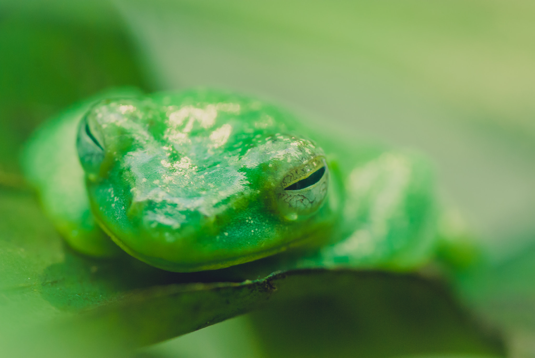 Nikon D60 sample photo. Frog photography