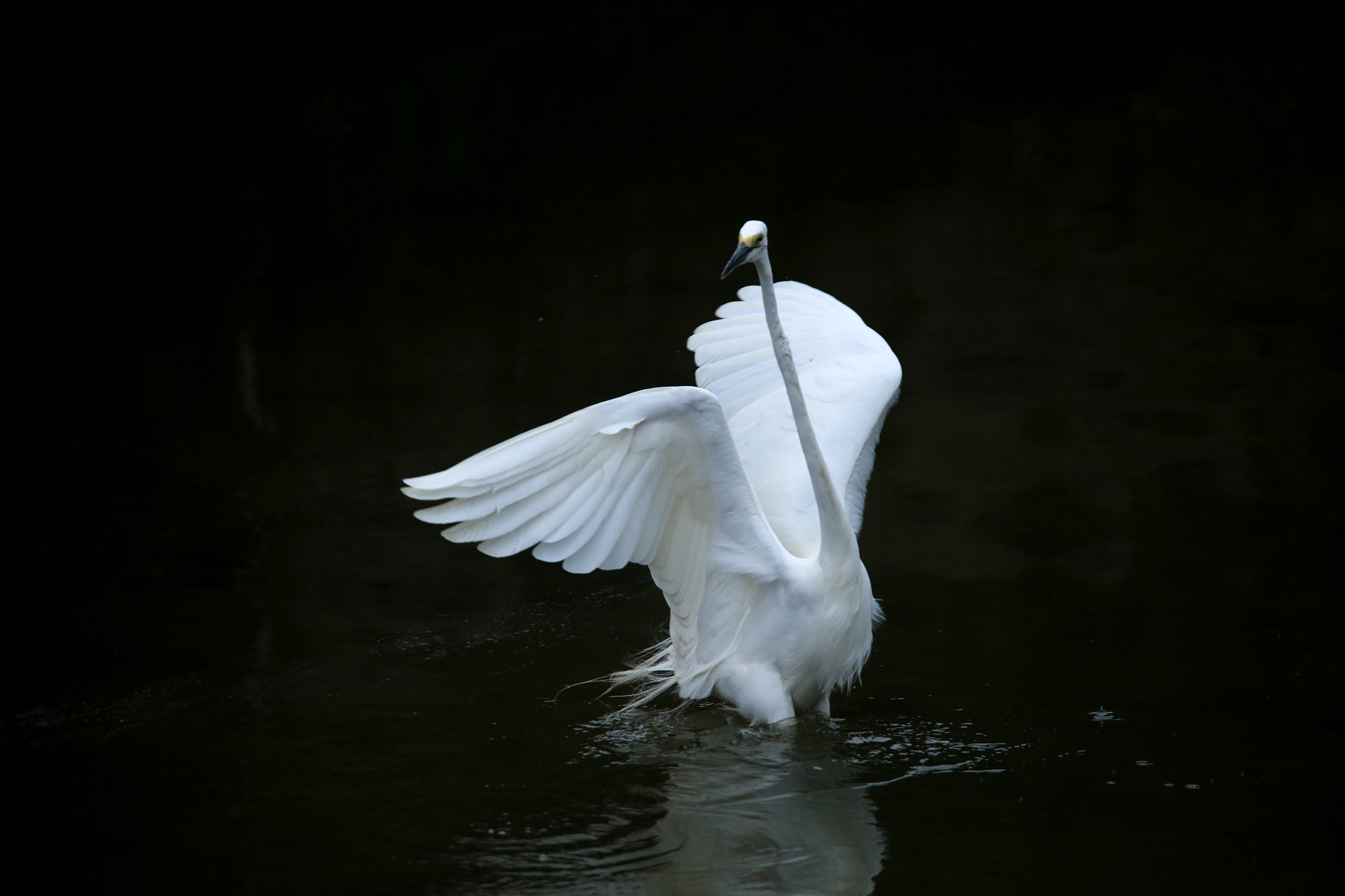 Canon EOS 5DS + Tamron SP 150-600mm F5-6.3 Di VC USD sample photo. Great egret photography