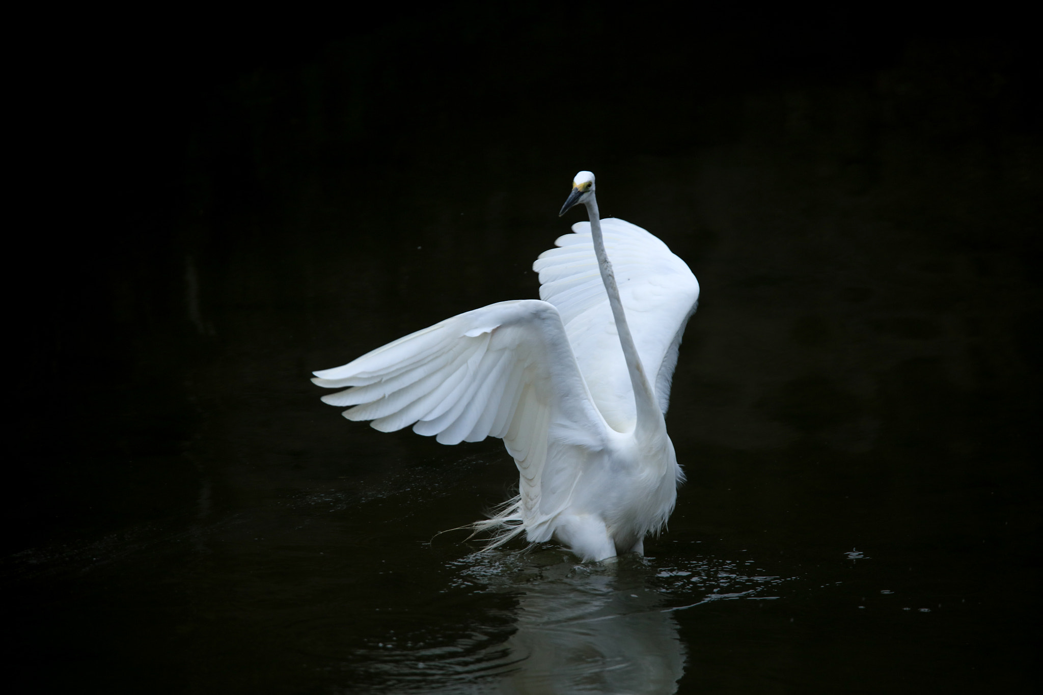 Tamron SP 150-600mm F5-6.3 Di VC USD sample photo. Great egret photography