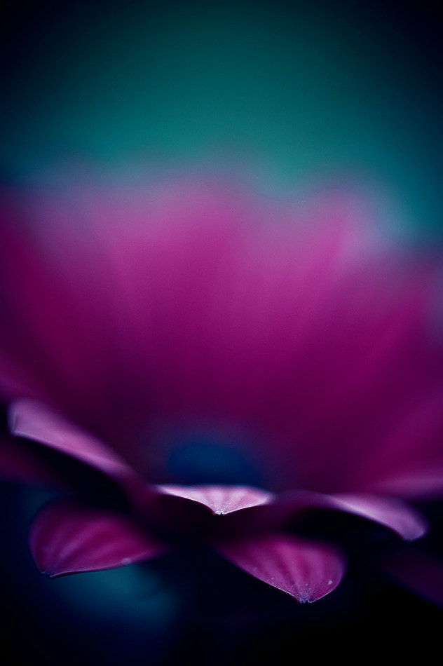 Nikon D50 sample photo. At your fingertips photography