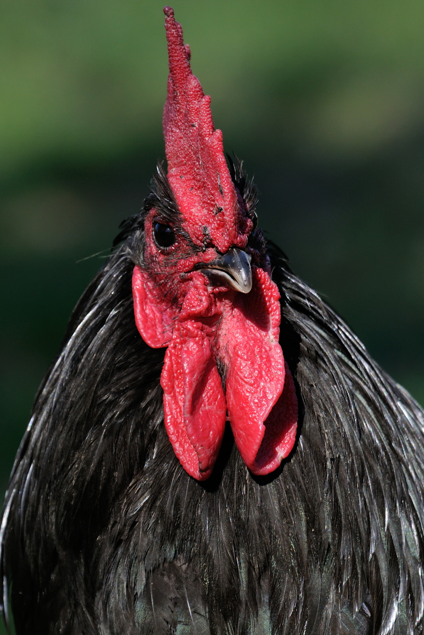 Nikon D300S sample photo. Black hen photography