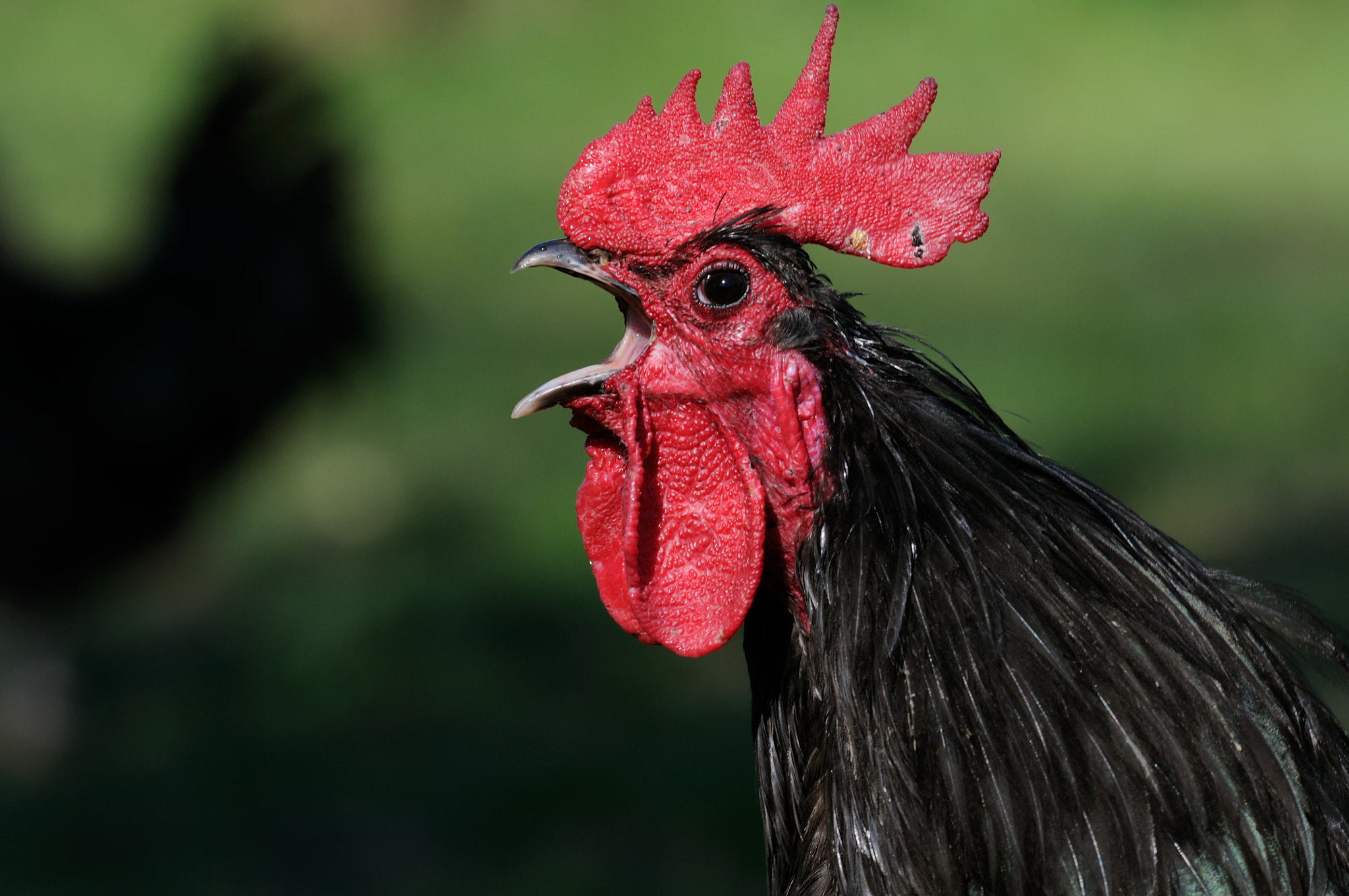 Nikon D300S sample photo. Black hen photography