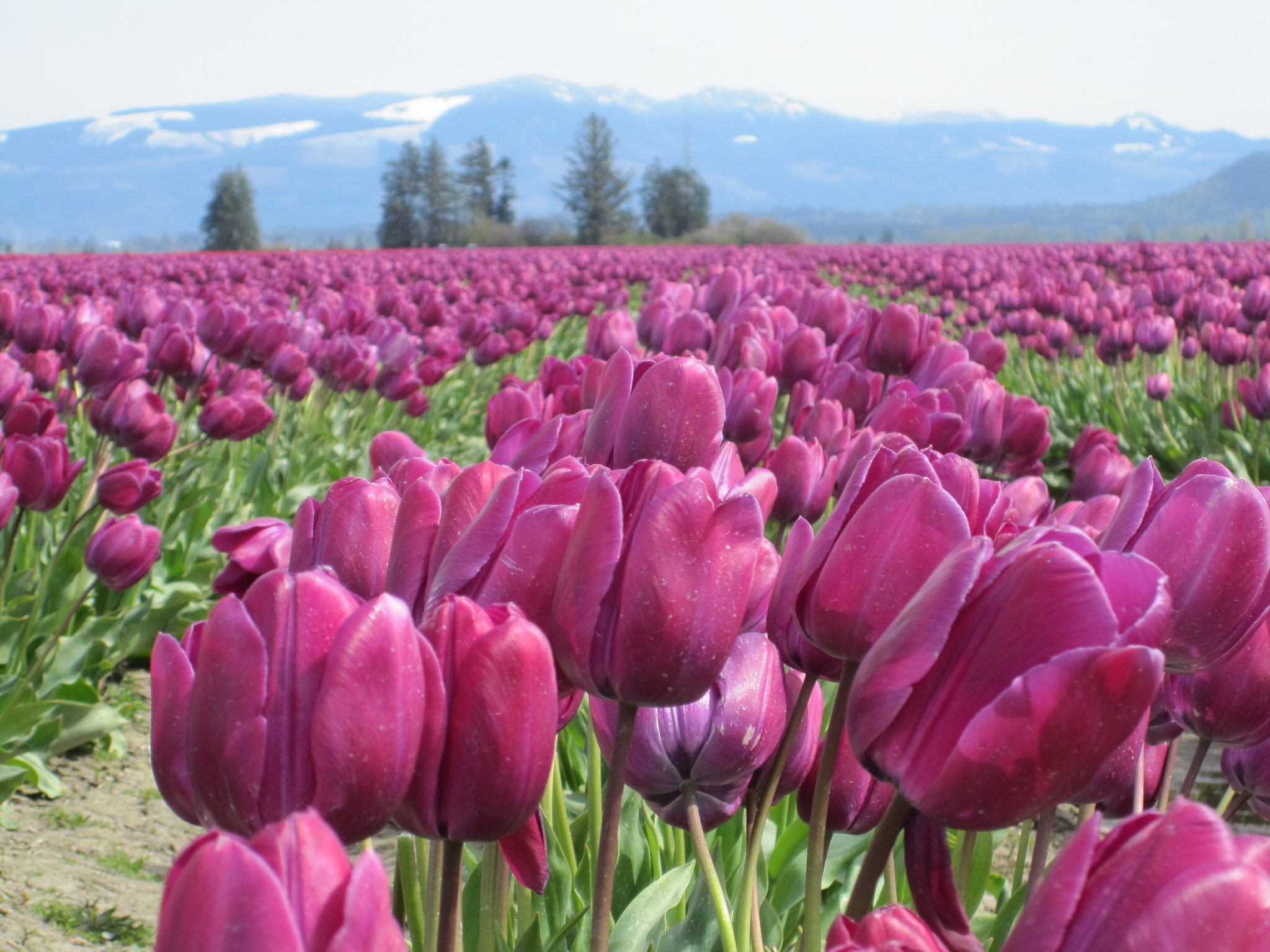 Canon PowerShot SD780 IS (Digital IXUS 100 IS / IXY Digital 210 IS) sample photo. Tulip photography