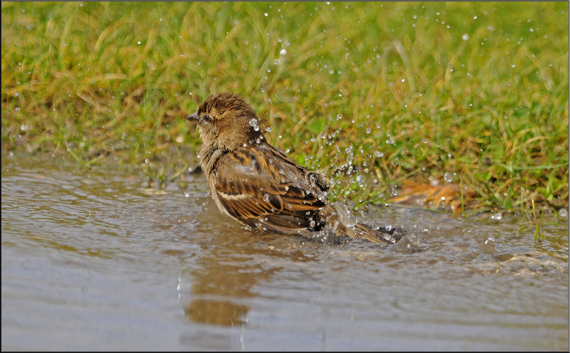 Nikon AF-S Nikkor 400mm F2.8G ED VR II sample photo. Making a splash photography