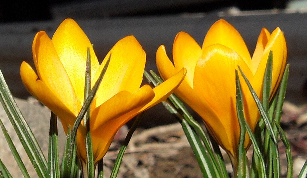Samsung PL60 / VLUU PL60 /  SL420 sample photo. Crocuses in spring photography