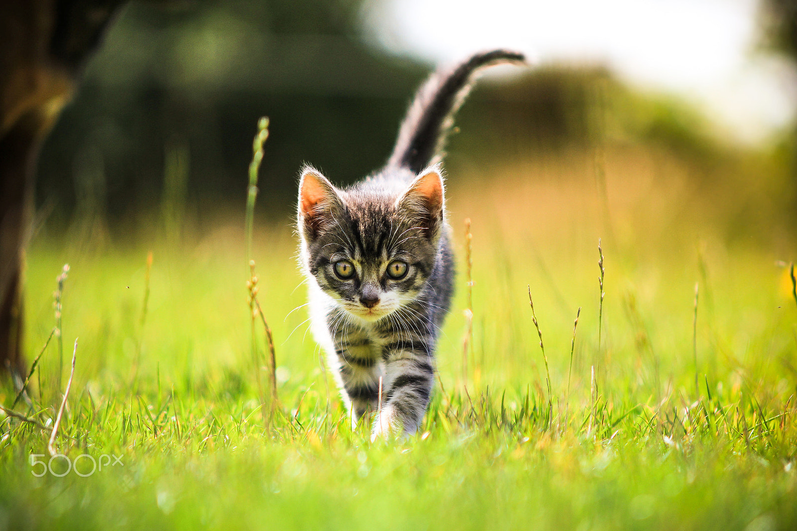 Sigma APO 50-150mm f/2.8 [II] EX DC HSM sample photo. Mogli the kitten ii photography