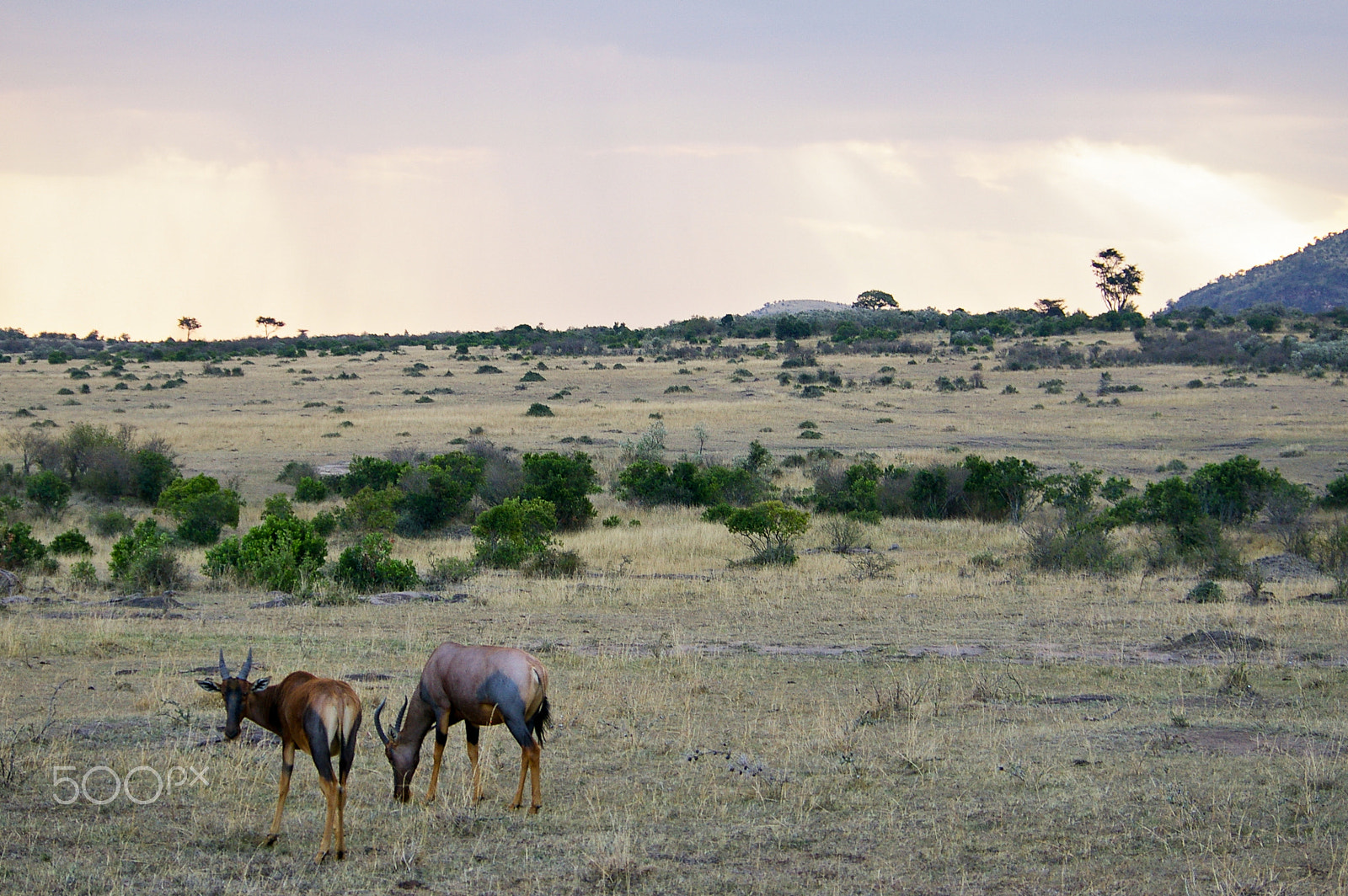 Pentax K100D + Pentax smc DA 50-200mm F4-5.6 ED sample photo. Sunset in the maasai mara, kenya photography