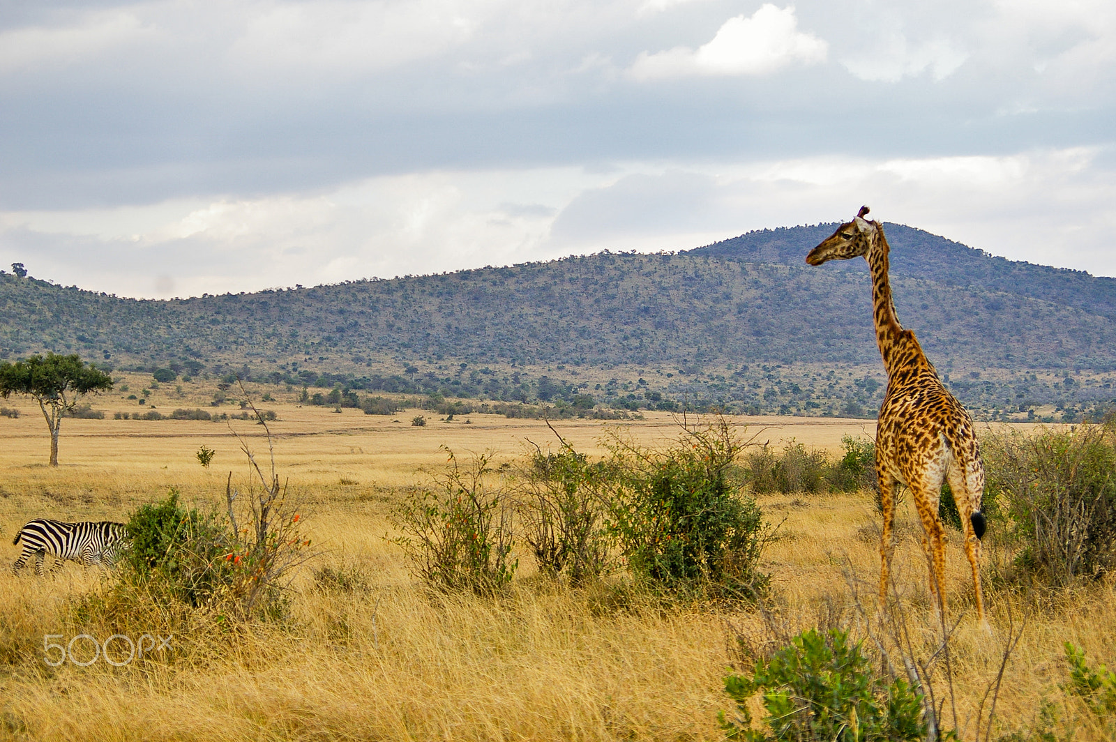 Pentax K100D + Pentax smc DA 50-200mm F4-5.6 ED sample photo. Giraffe in the maasai mara, kenya photography