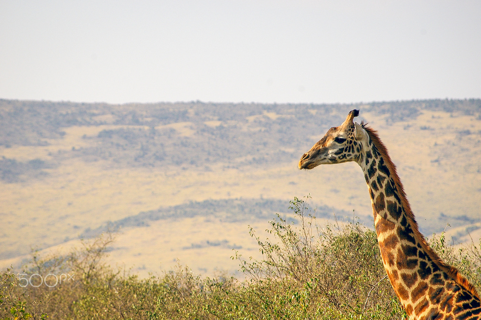 Pentax K100D + Pentax smc DA 50-200mm F4-5.6 ED sample photo. Giraffe in the maasai mara, kenya photography