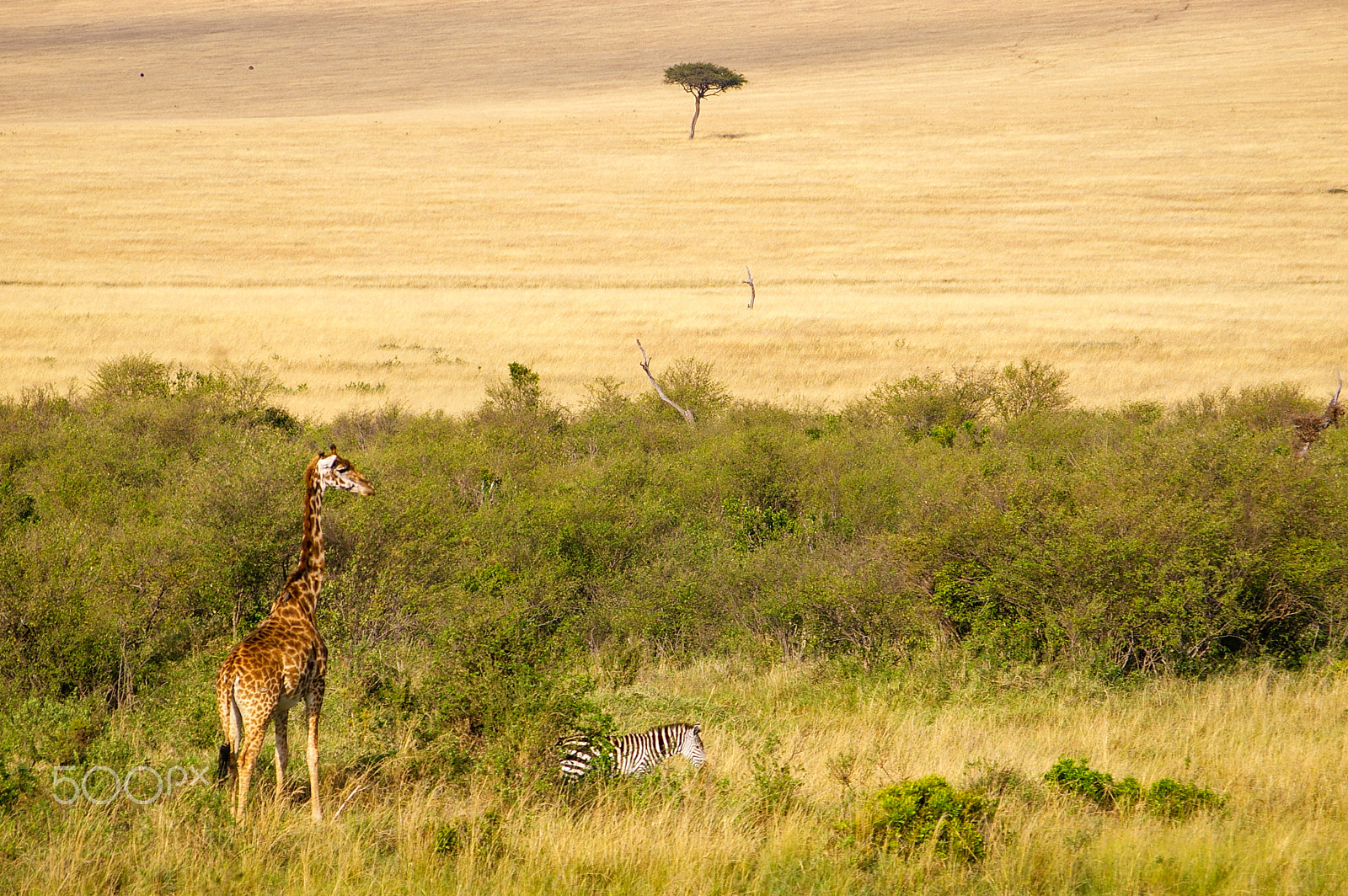 Pentax K100D + Pentax smc DA 50-200mm F4-5.6 ED sample photo. Giraffe in the maasai mara, kenya photography