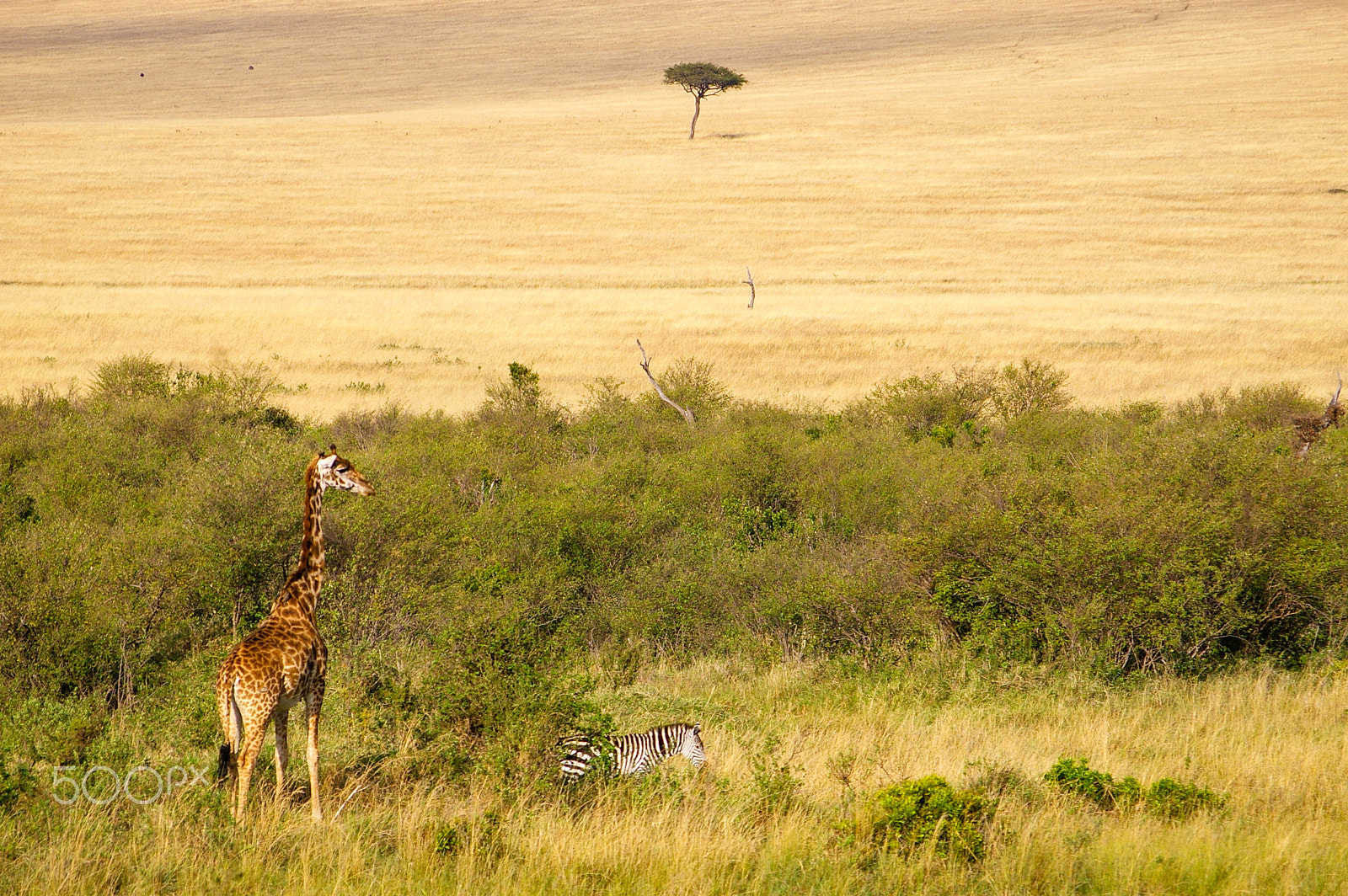 Pentax smc DA 50-200mm F4-5.6 ED sample photo. Giraffe in the maasai mara, kenya photography