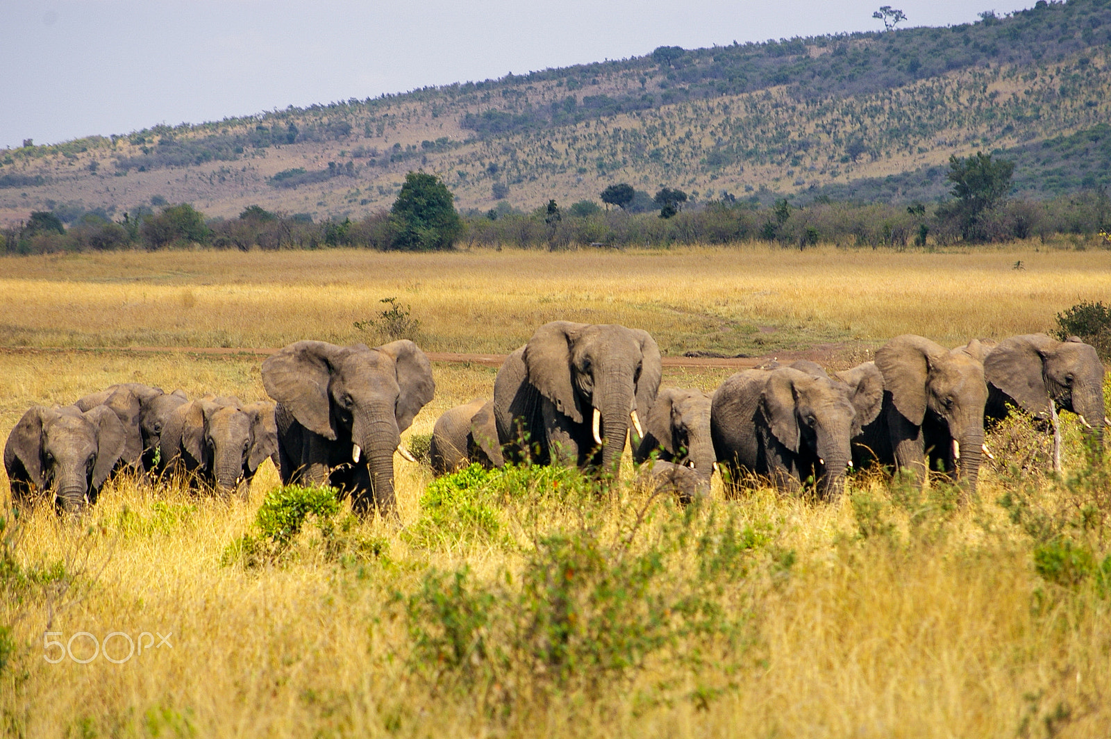 Pentax K100D + Pentax smc DA 50-200mm F4-5.6 ED sample photo. Elephants in the maasai mara, kenya photography