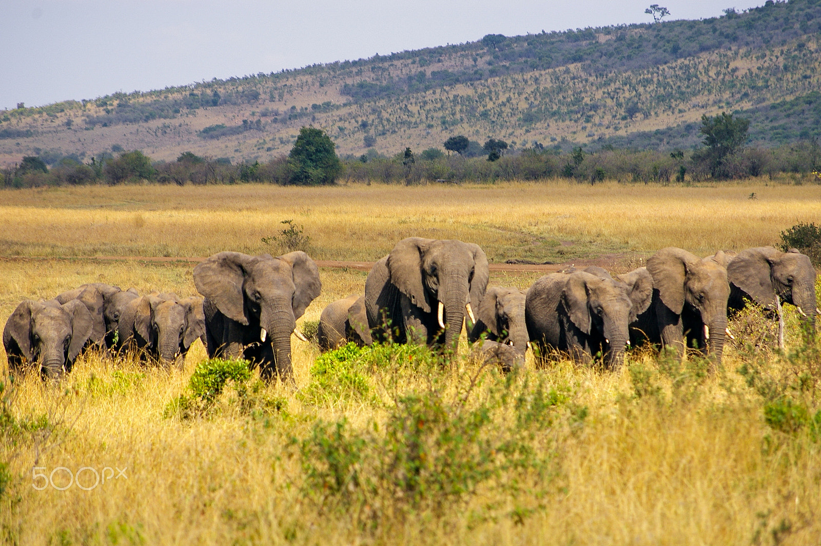 Pentax smc DA 50-200mm F4-5.6 ED sample photo. Elephants in the maasai mara, kenya photography