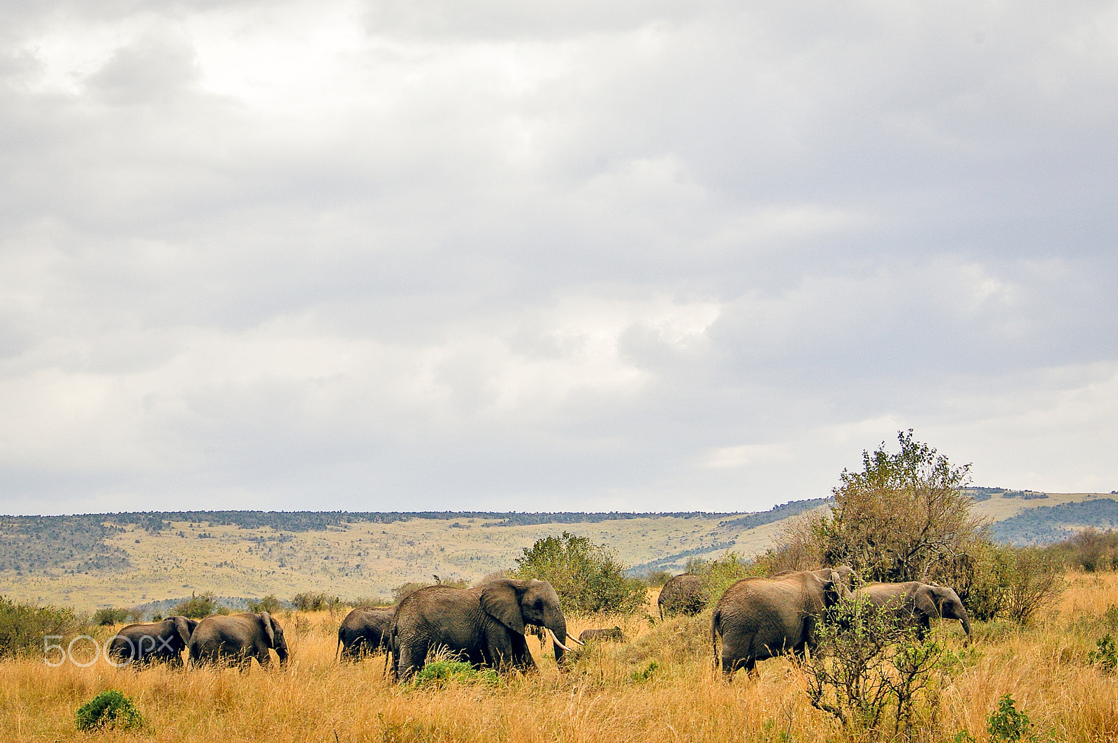 Pentax K100D + Pentax smc DA 50-200mm F4-5.6 ED sample photo. Elephants in the maasai mara, kenya photography
