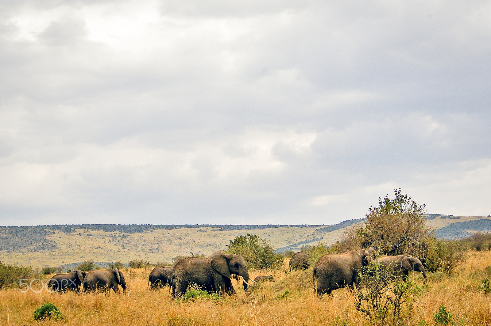 Pentax smc DA 50-200mm F4-5.6 ED sample photo. Elephants in the maasai mara, kenya photography