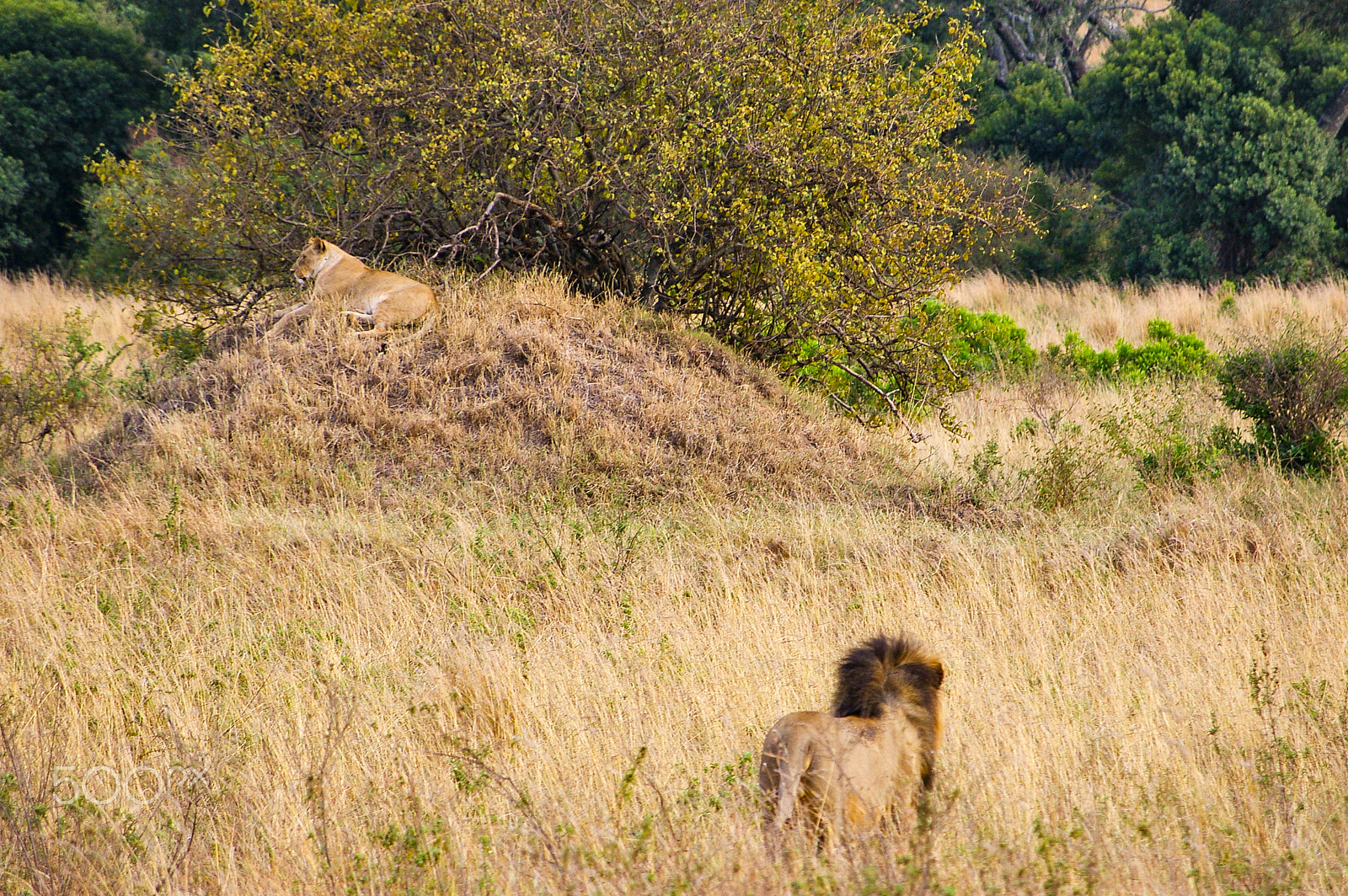 Pentax K100D + Pentax smc DA 50-200mm F4-5.6 ED sample photo. Lions in the maasai mara, kenya photography