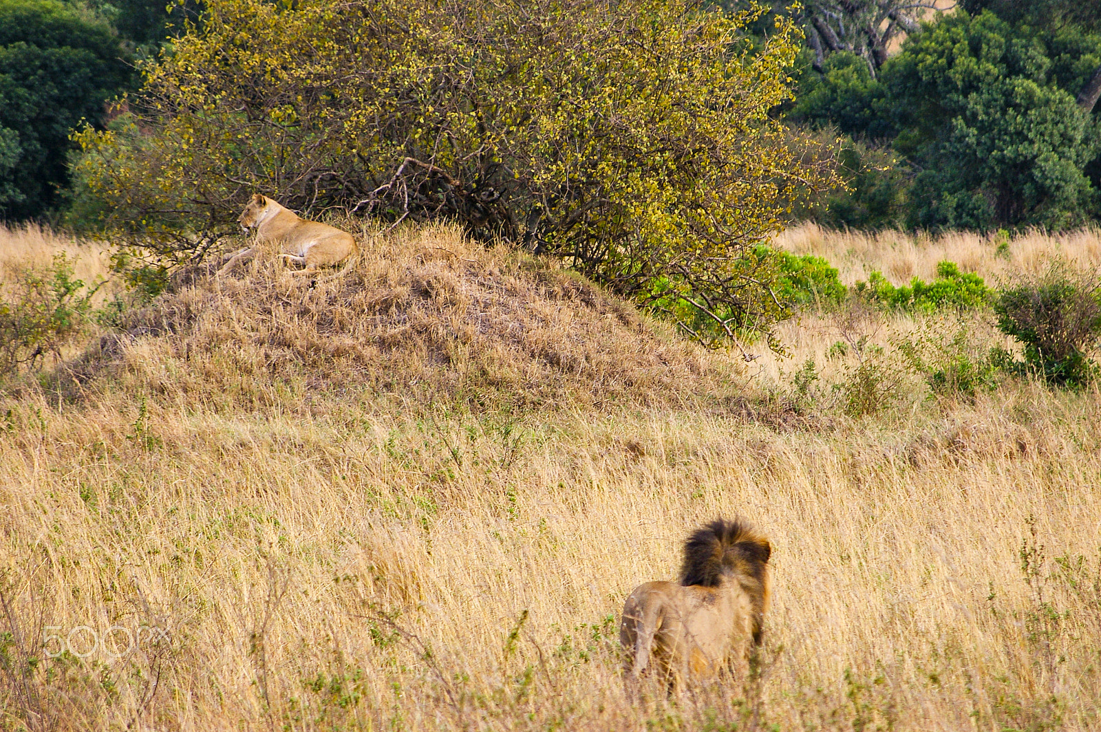 Pentax smc DA 50-200mm F4-5.6 ED sample photo. Lions in the maasai mara, kenya photography