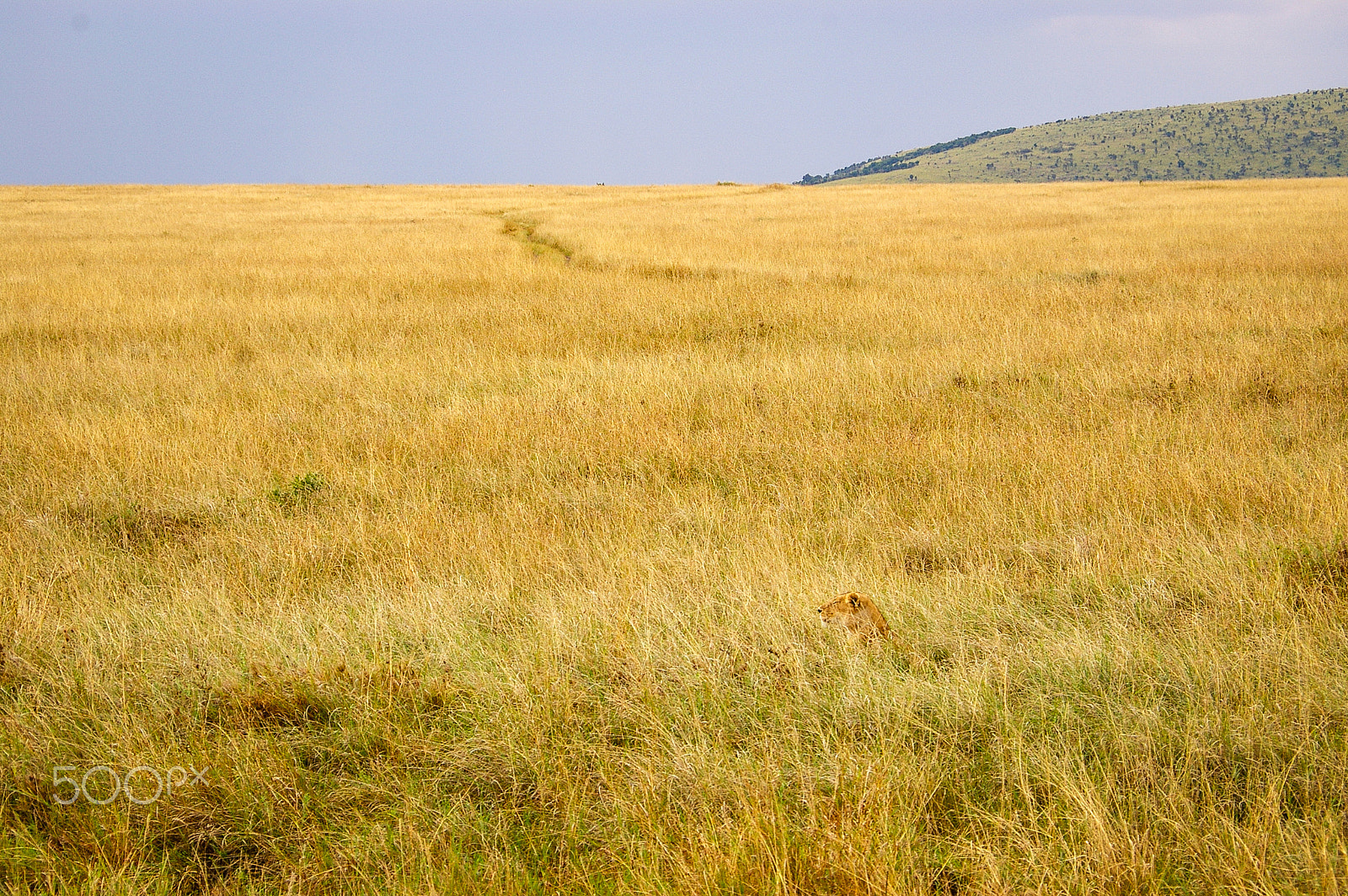 Pentax K100D + Pentax smc DA 50-200mm F4-5.6 ED sample photo. Lions in the maasai mara, kenya photography