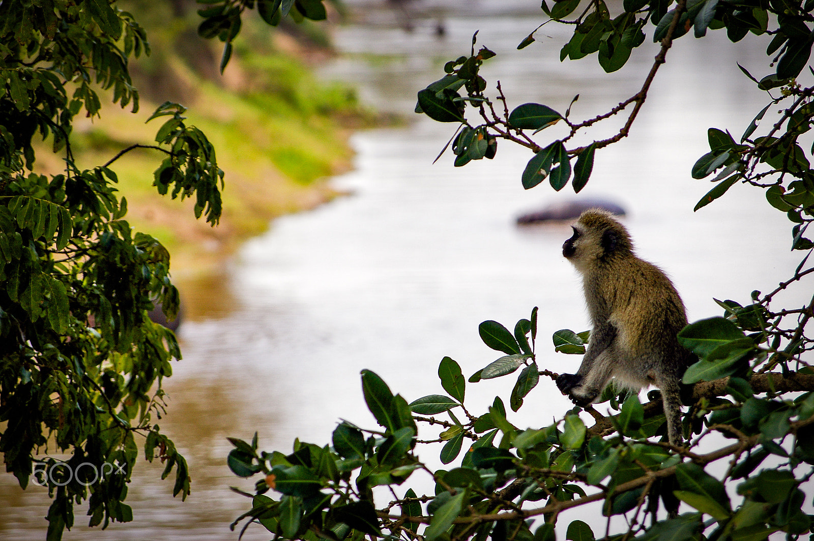 Pentax K100D + Pentax smc DA 50-200mm F4-5.6 ED sample photo. A monkey in the maasai mara, kenya photography