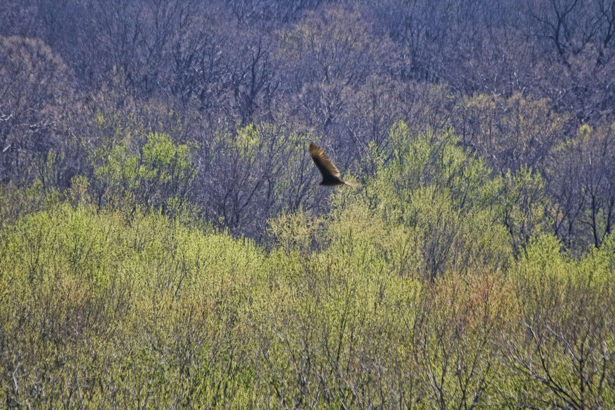 Canon EOS 400D (EOS Digital Rebel XTi / EOS Kiss Digital X) + Canon EF 70-300mm F4-5.6 IS USM sample photo. Hawk in flight photography