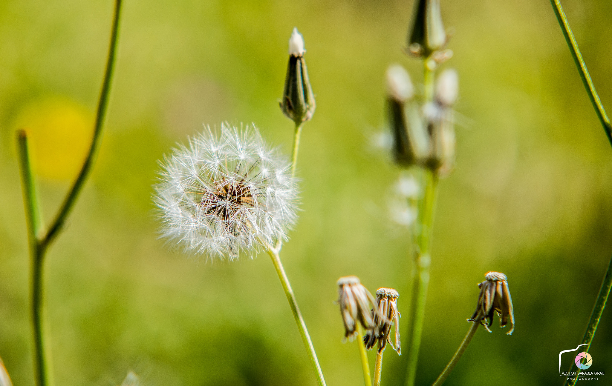 Sigma 50-150mm F2.8 EX APO DC HSM II sample photo. Nature photography