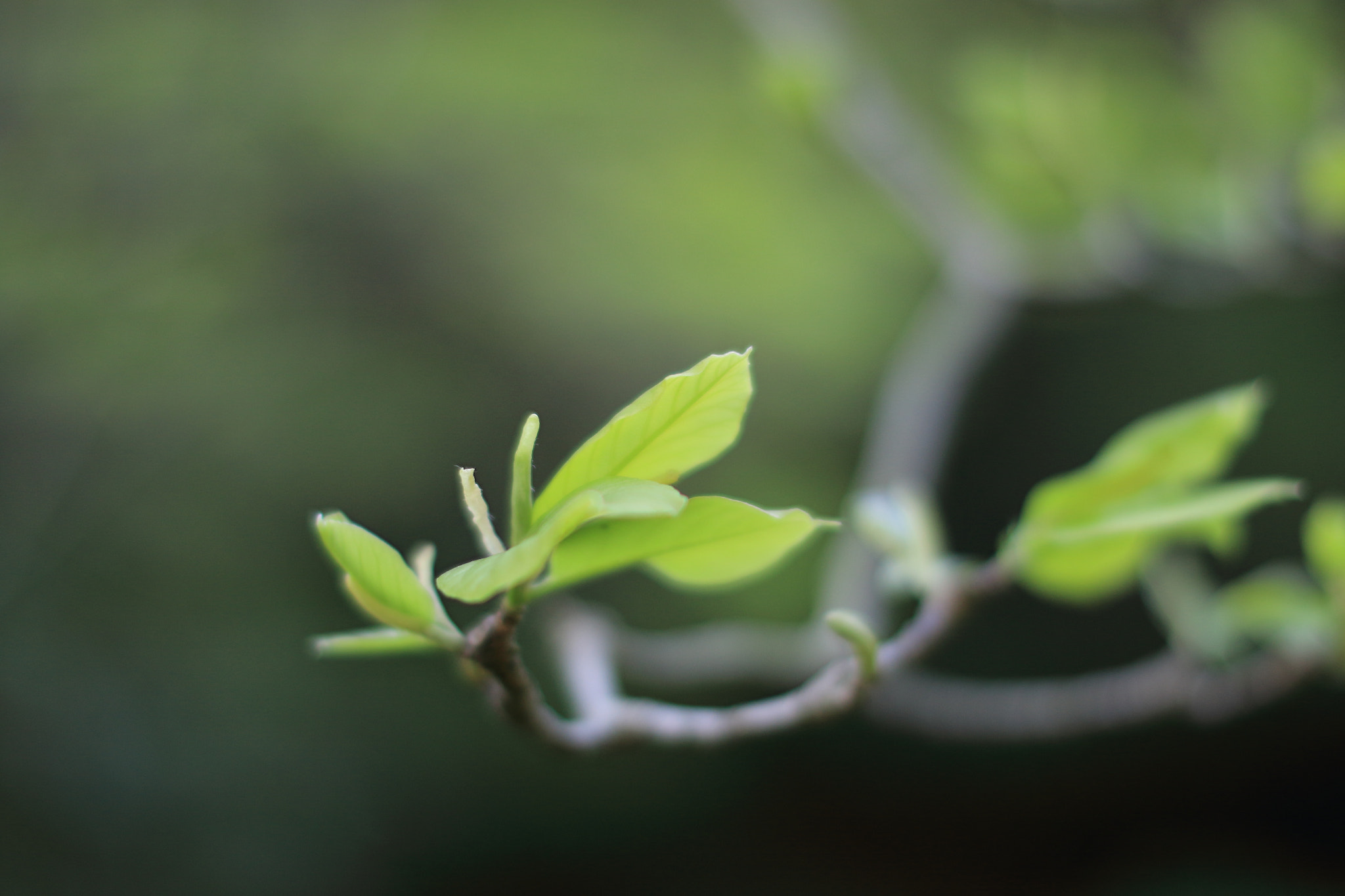 Canon EF 50mm F1.2L USM sample photo. Green photography