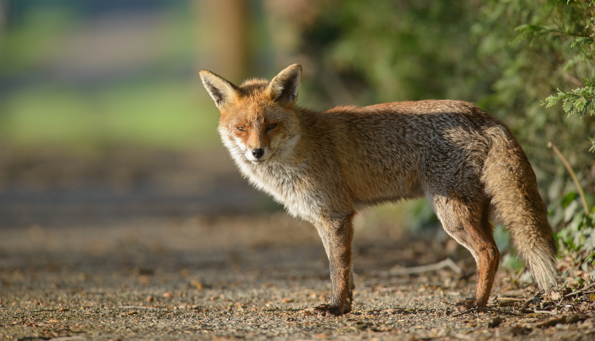 AF-S Nikkor 300mm f/2.8D IF-ED II sample photo. Breakfast time encounter photography